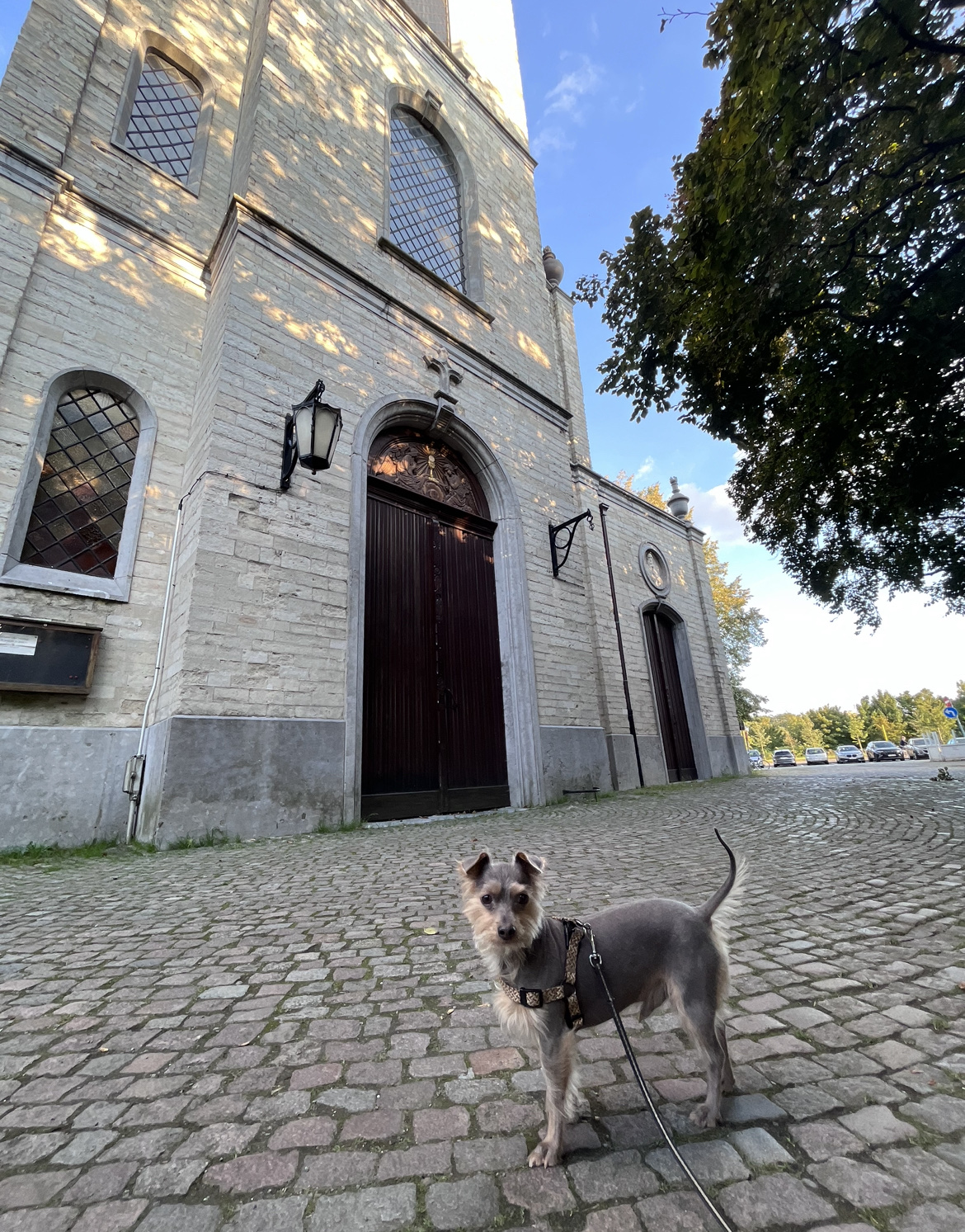 image-7