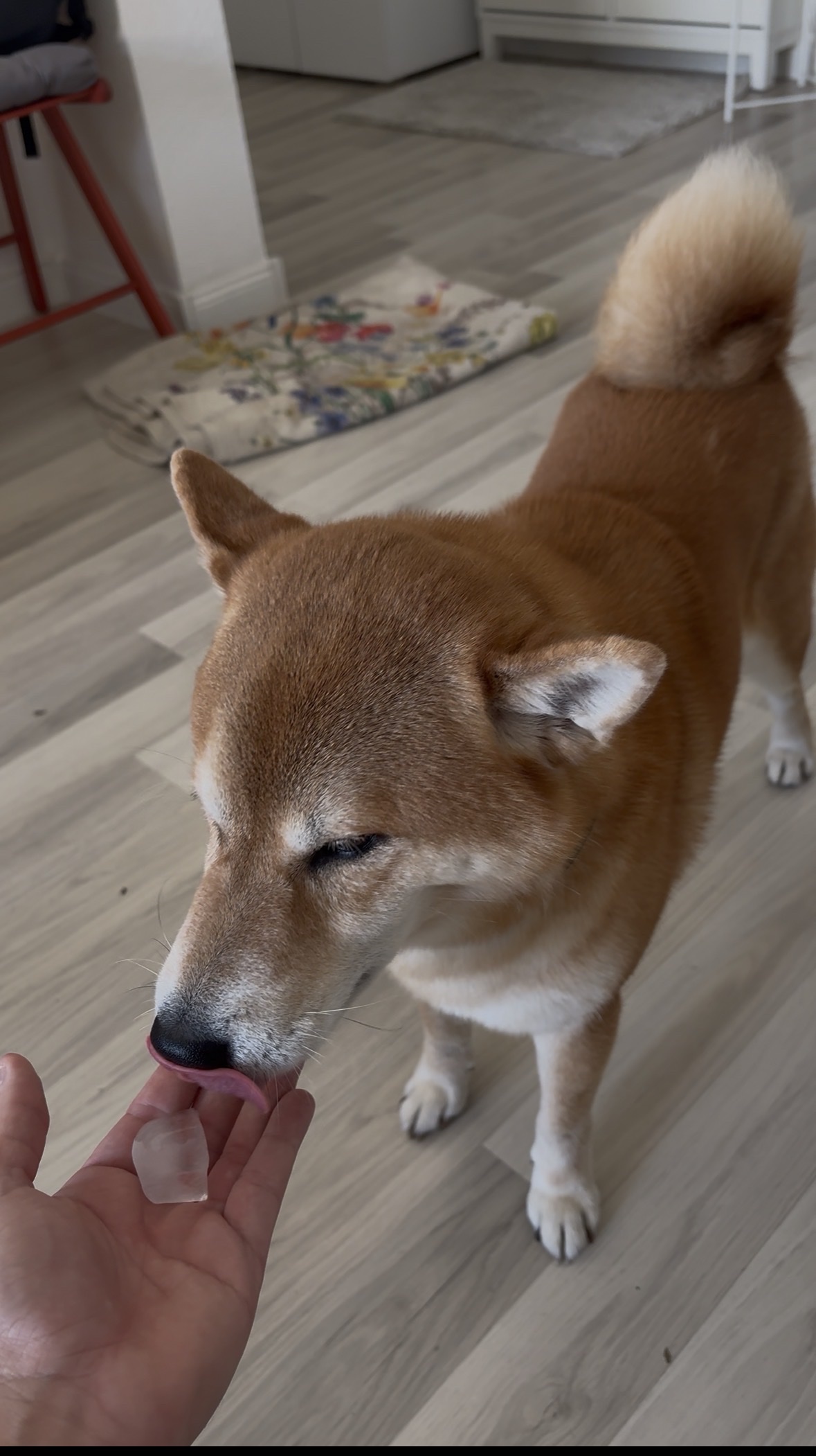 image-7