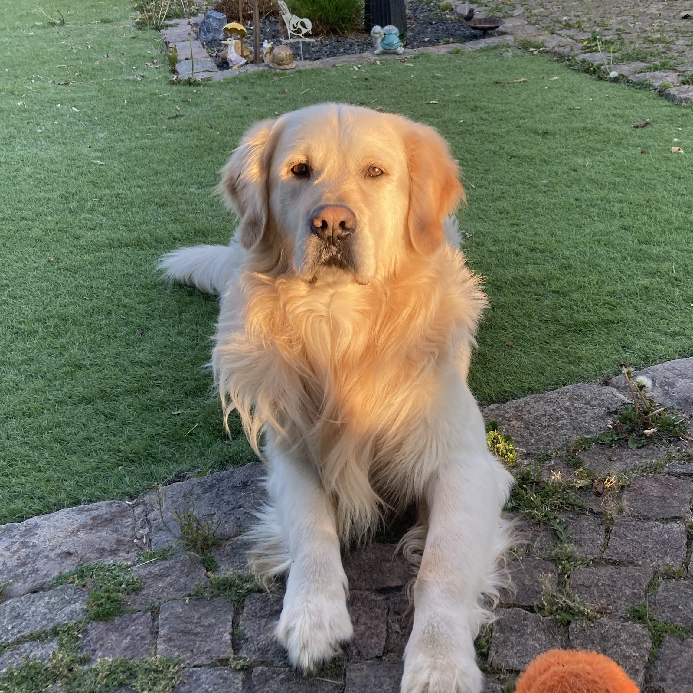 Simba