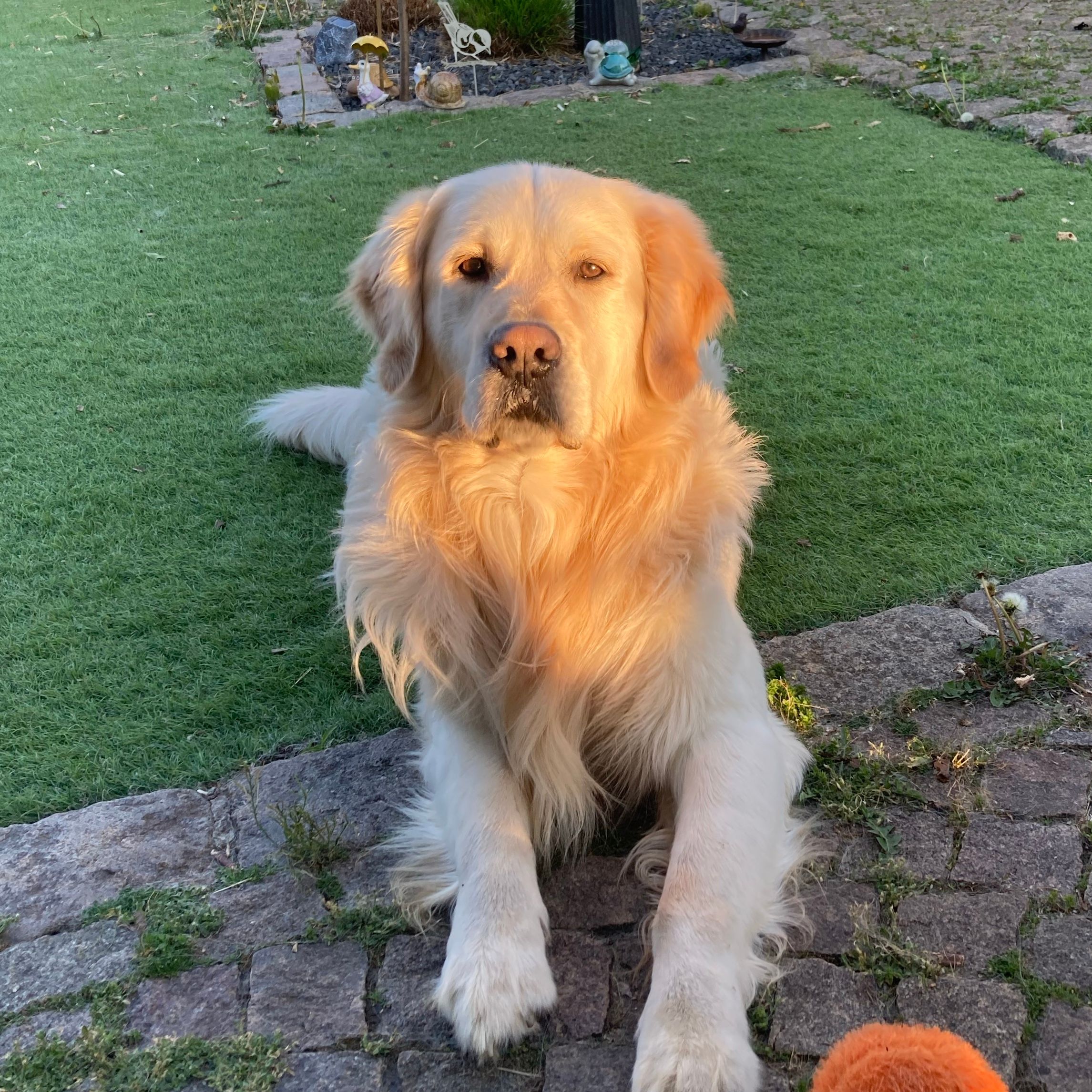 Simba
