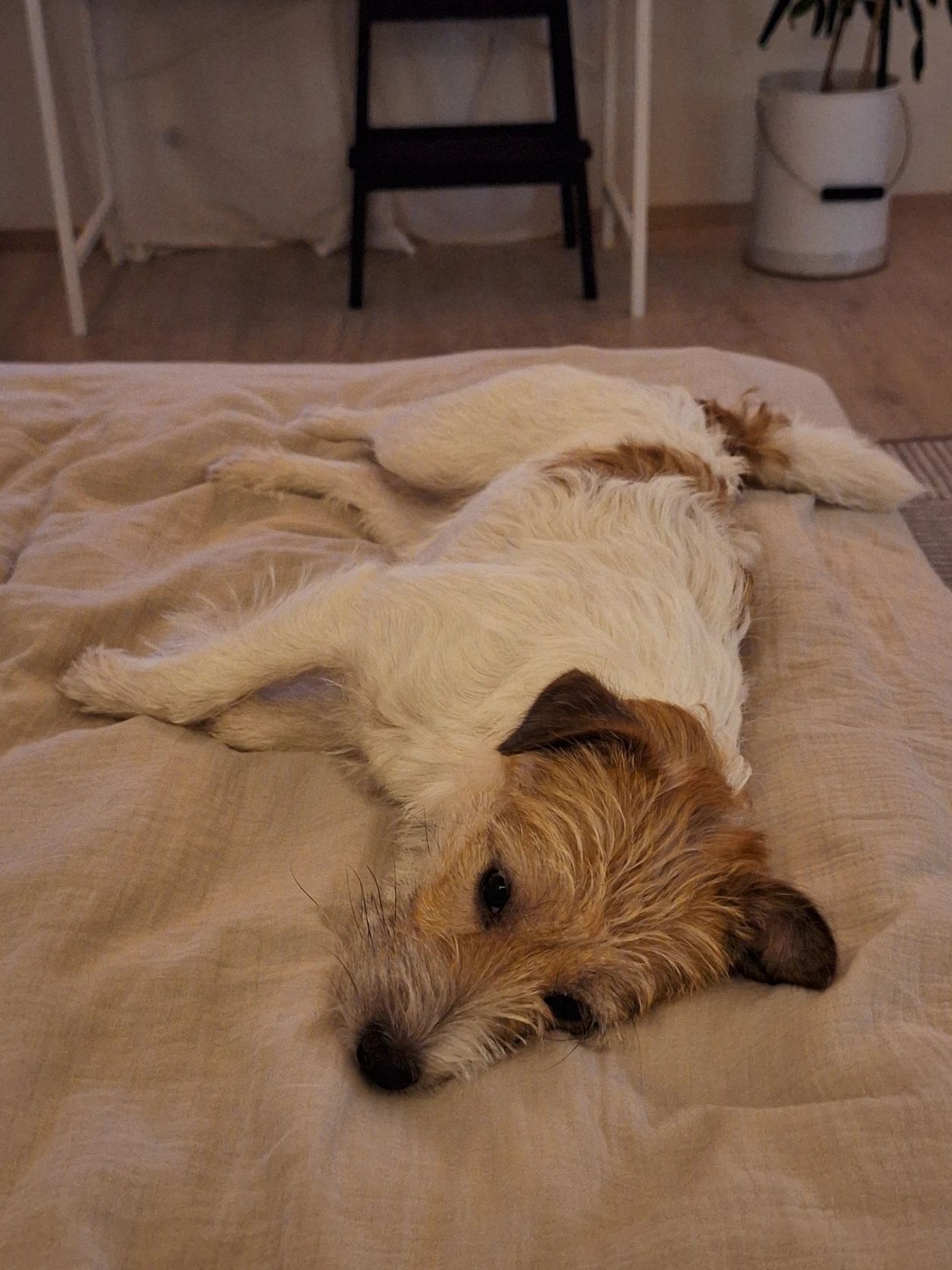 image-6