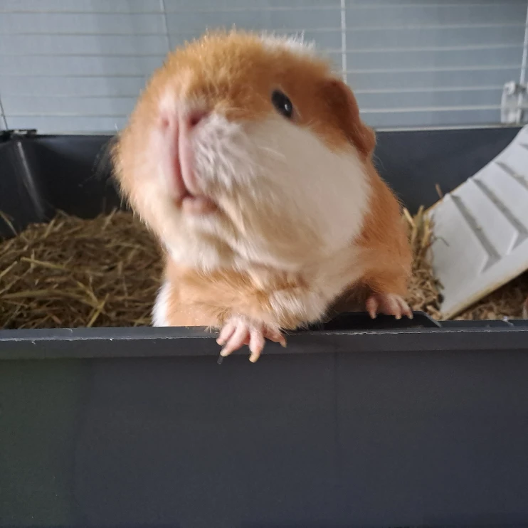 Oona