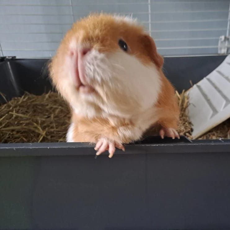 Oona