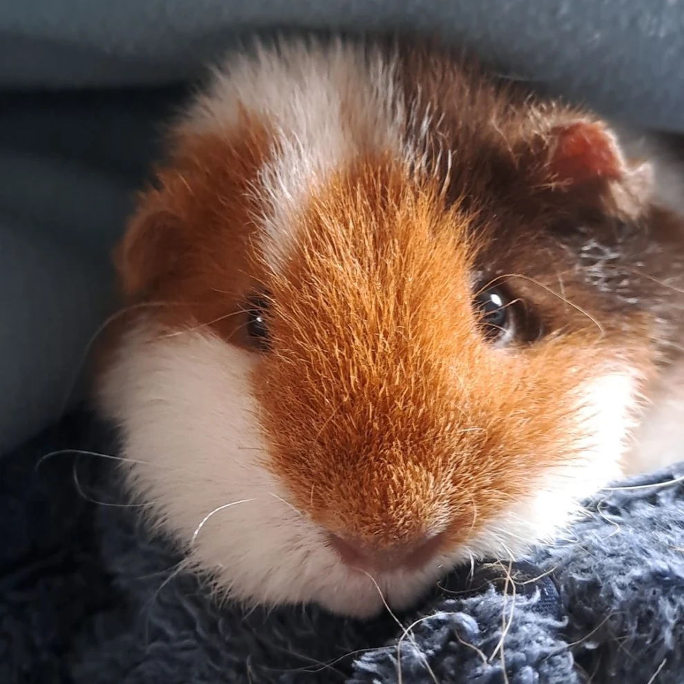 Nala