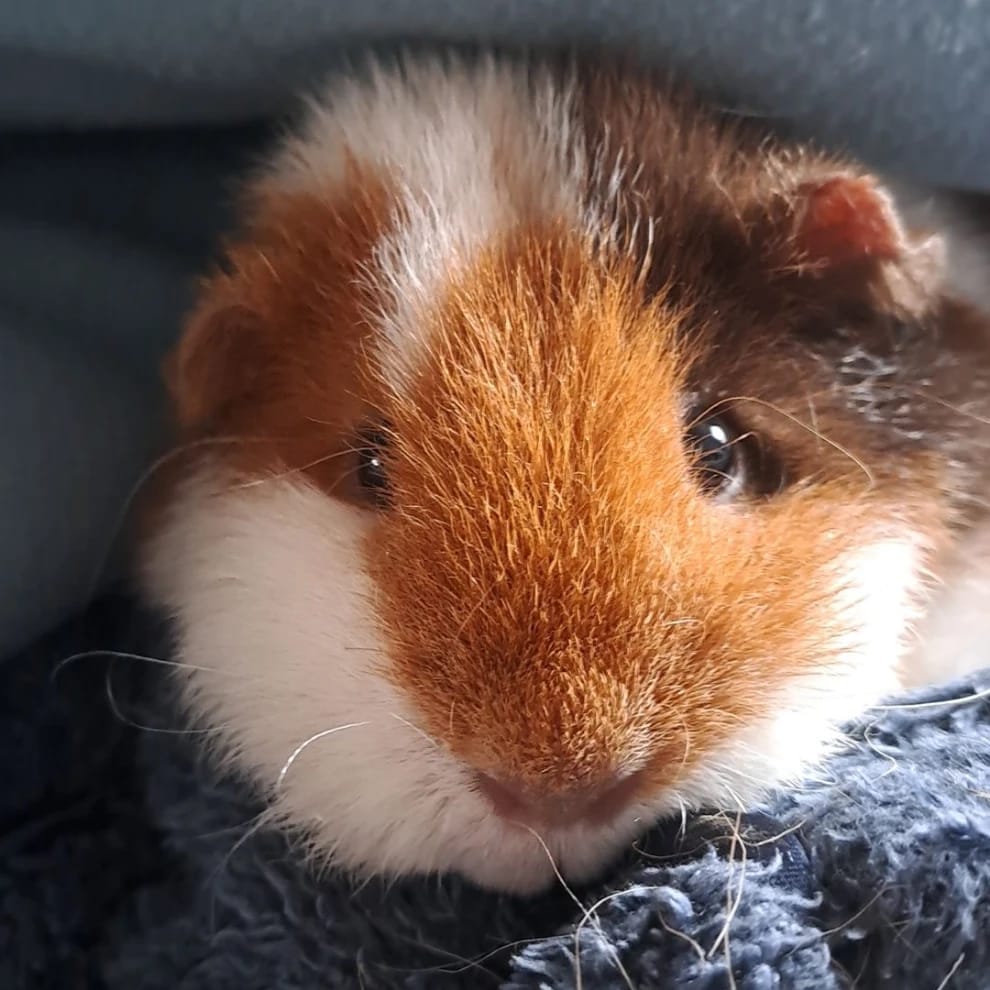 Nala