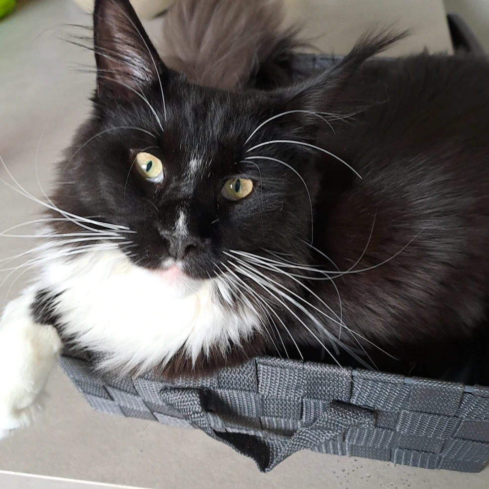 Marcel