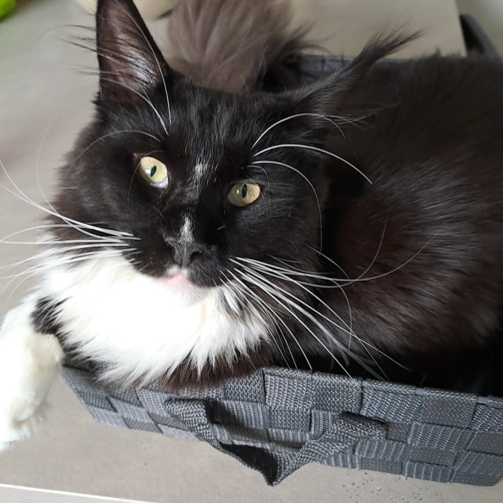 Marcel