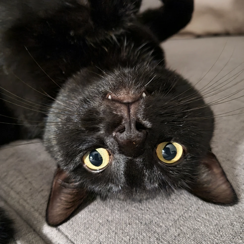Sokka