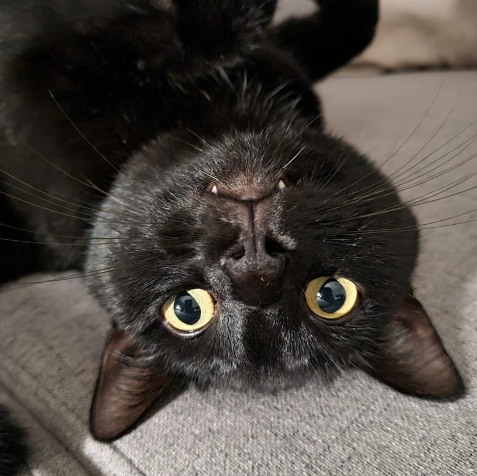 Sokka
