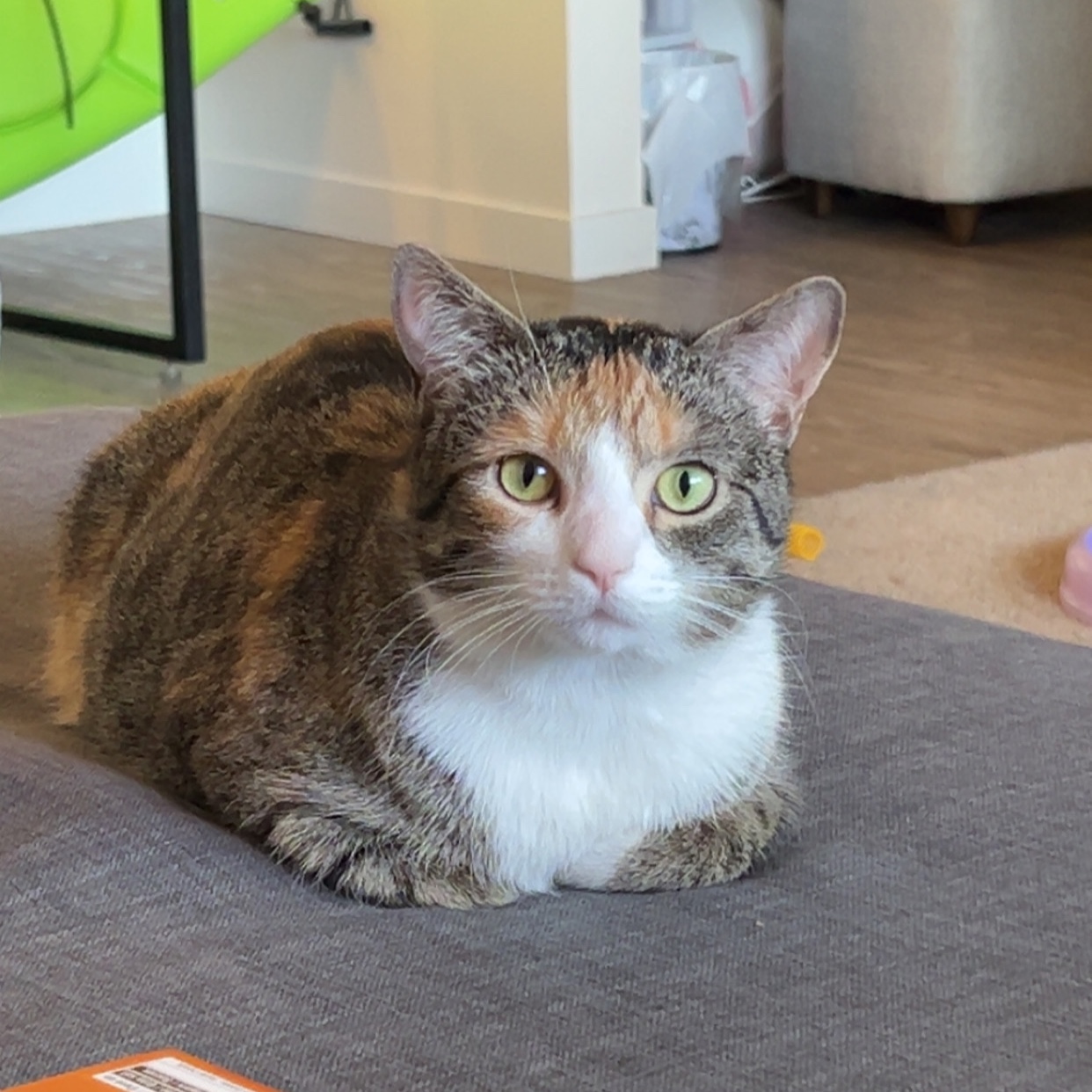 Hazel 
