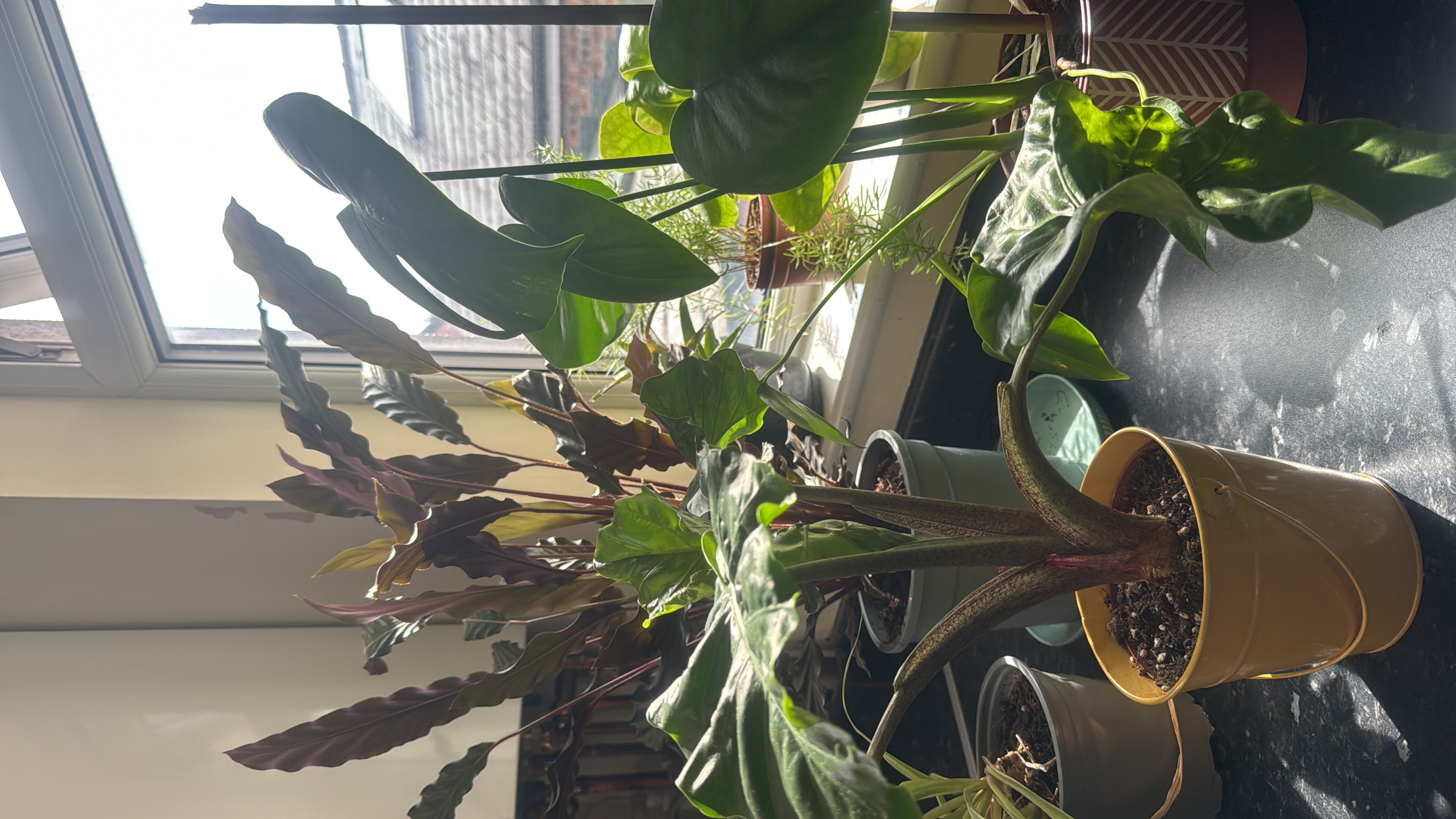 image-5