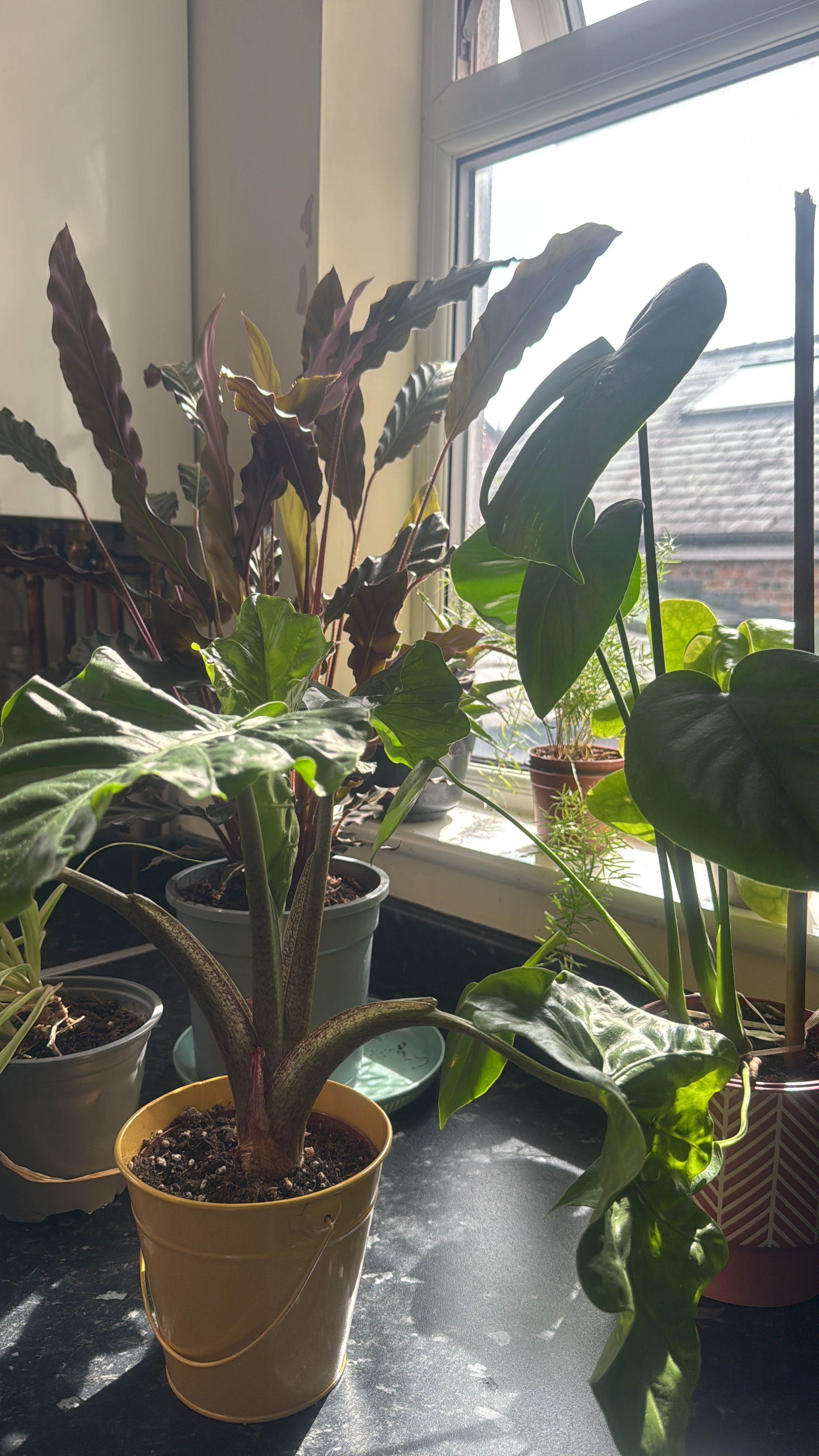 image-5