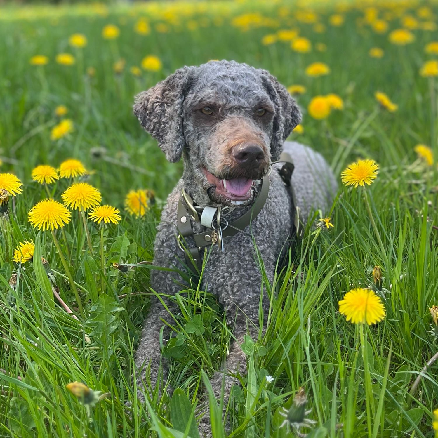 Coco