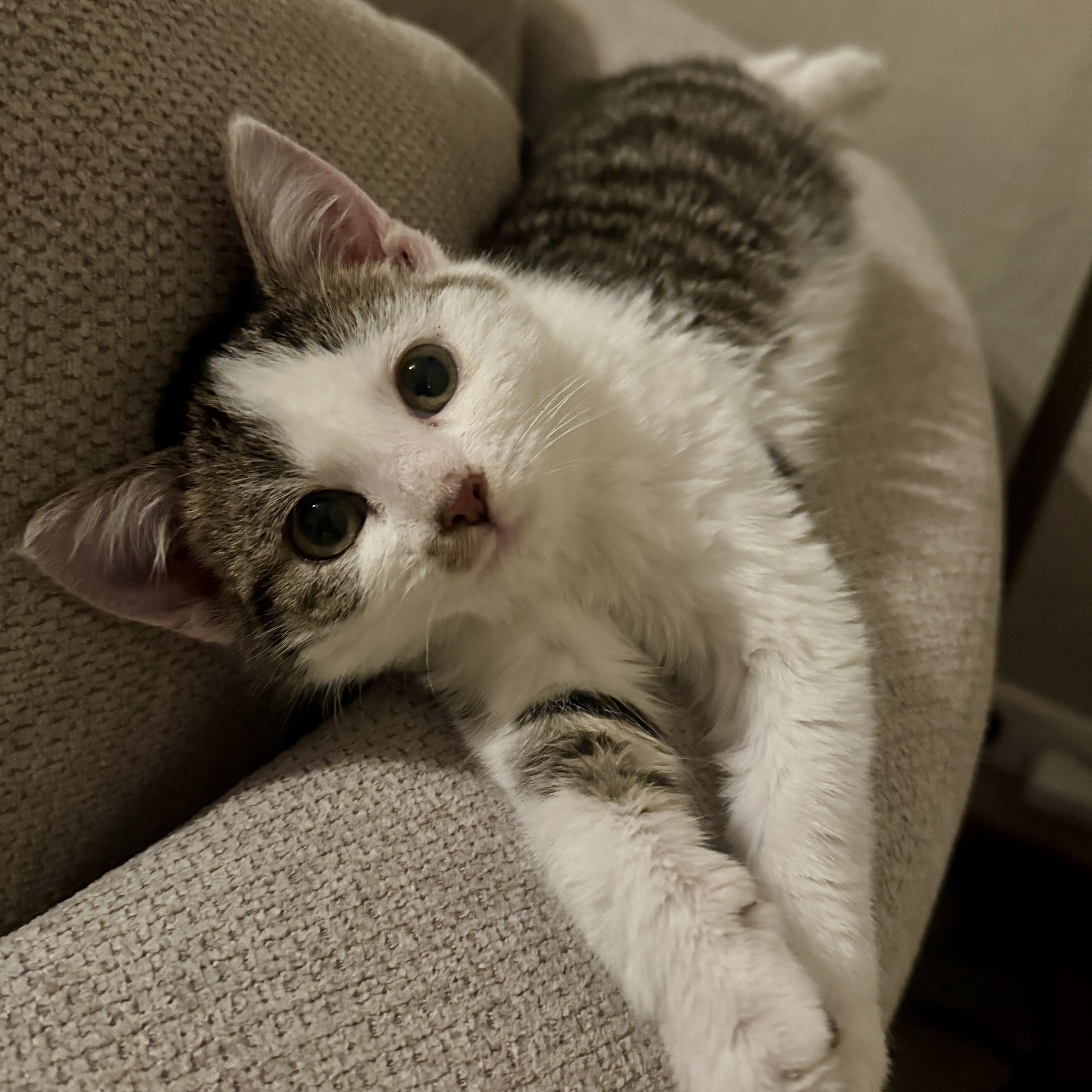 Fred