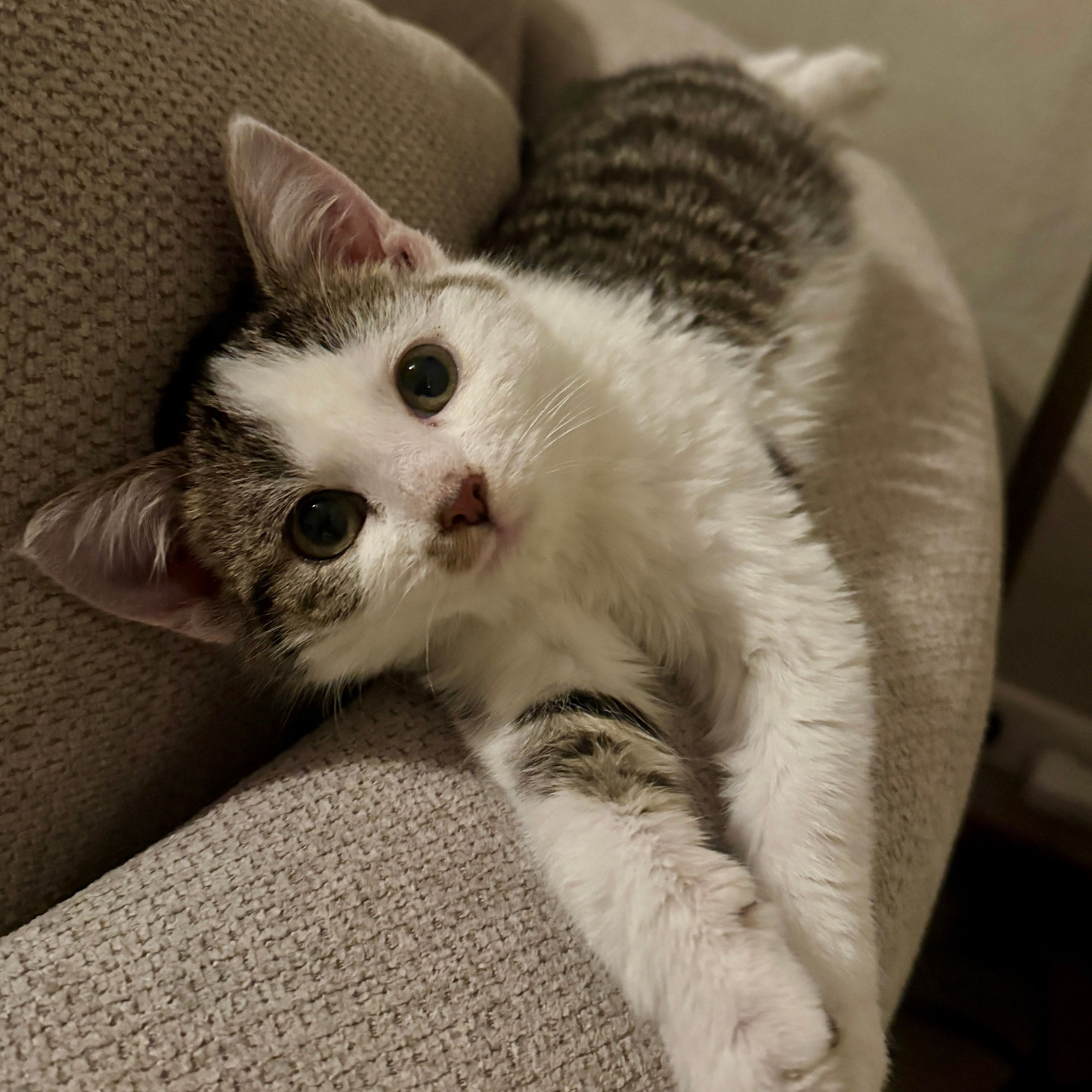 Fred