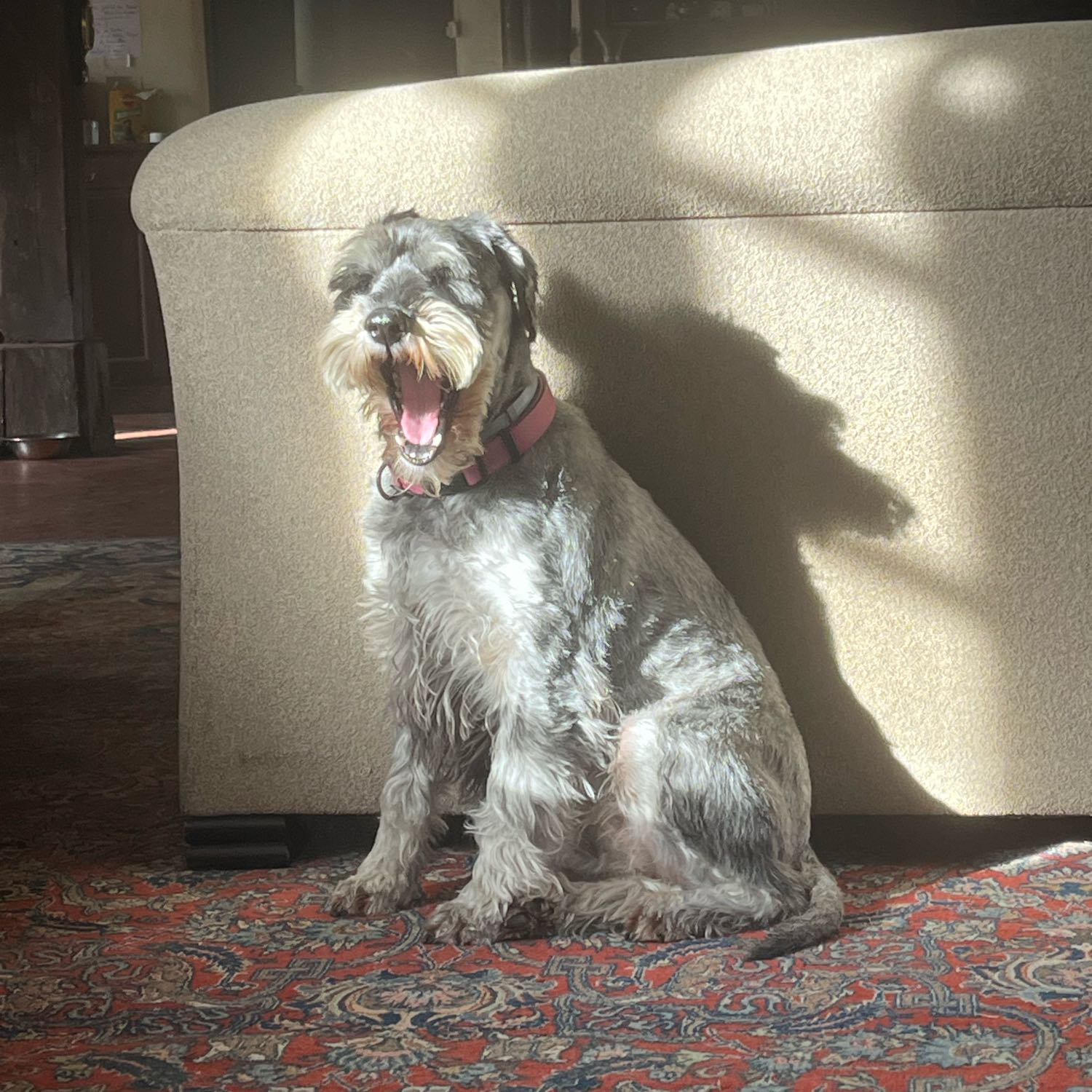 Pénélope