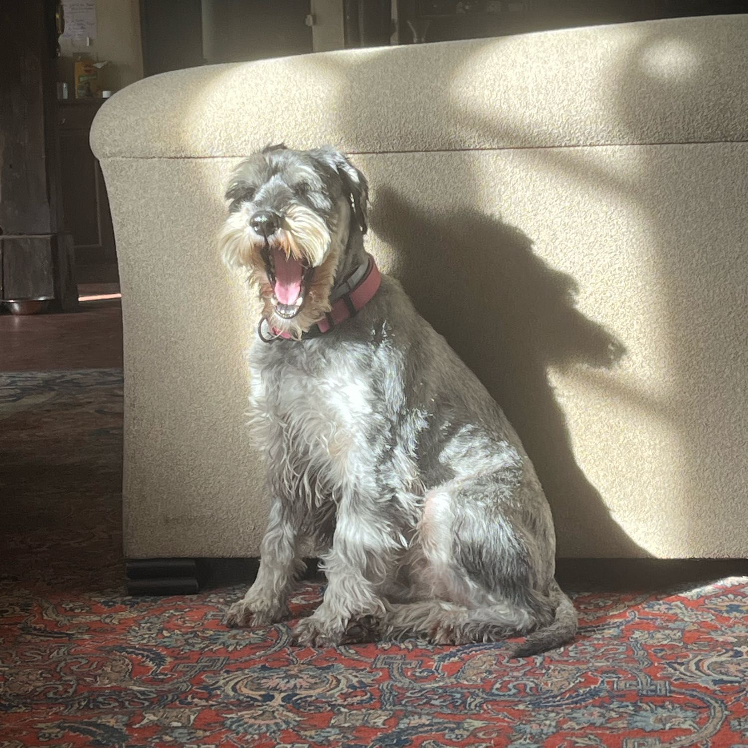 Pénélope