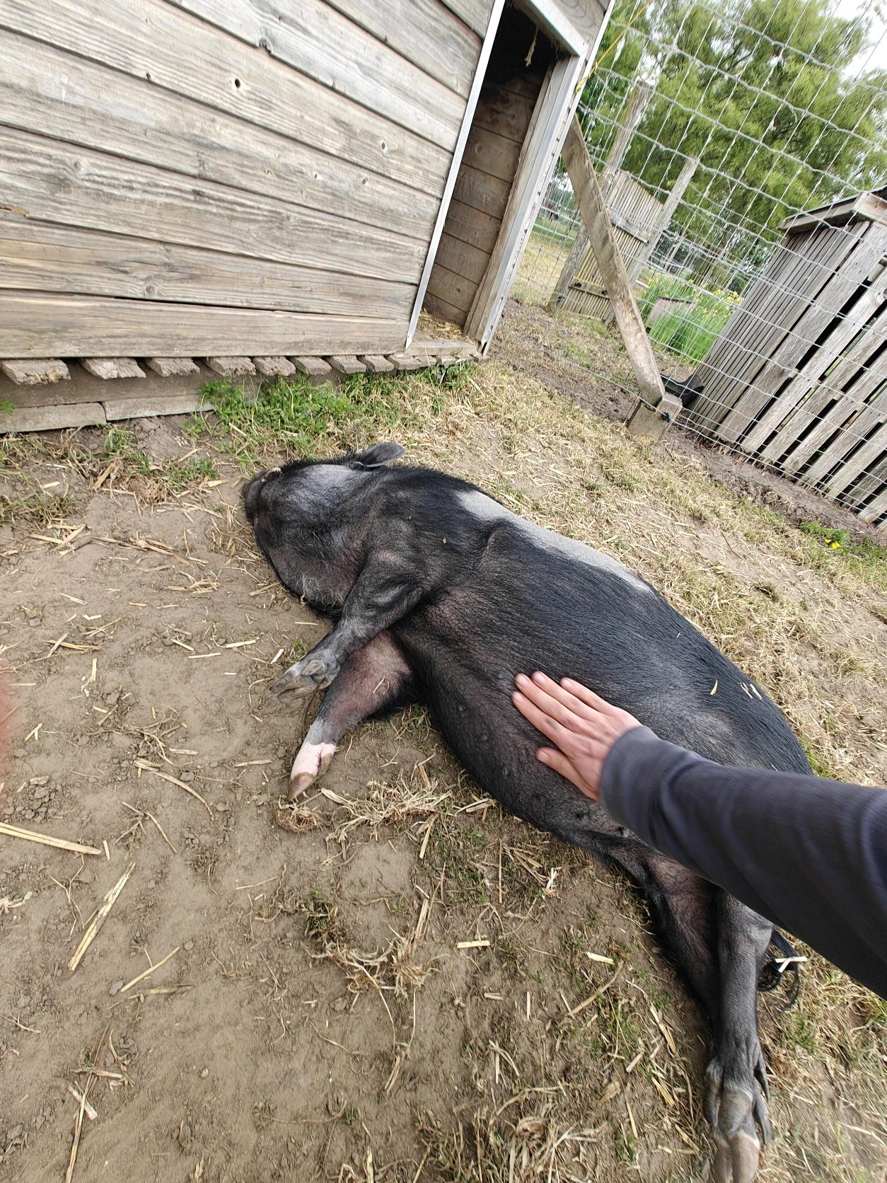 image-7