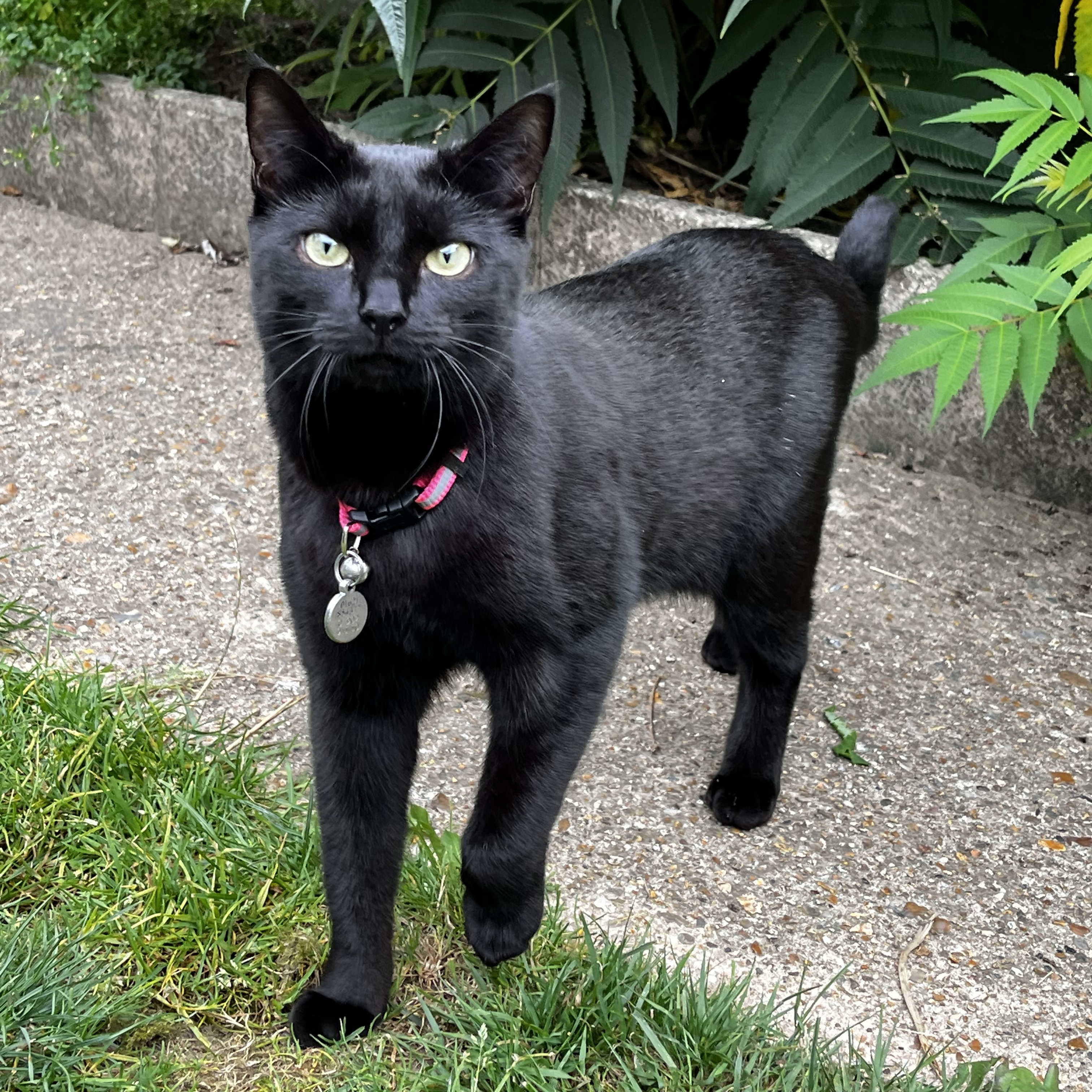 Bonbon