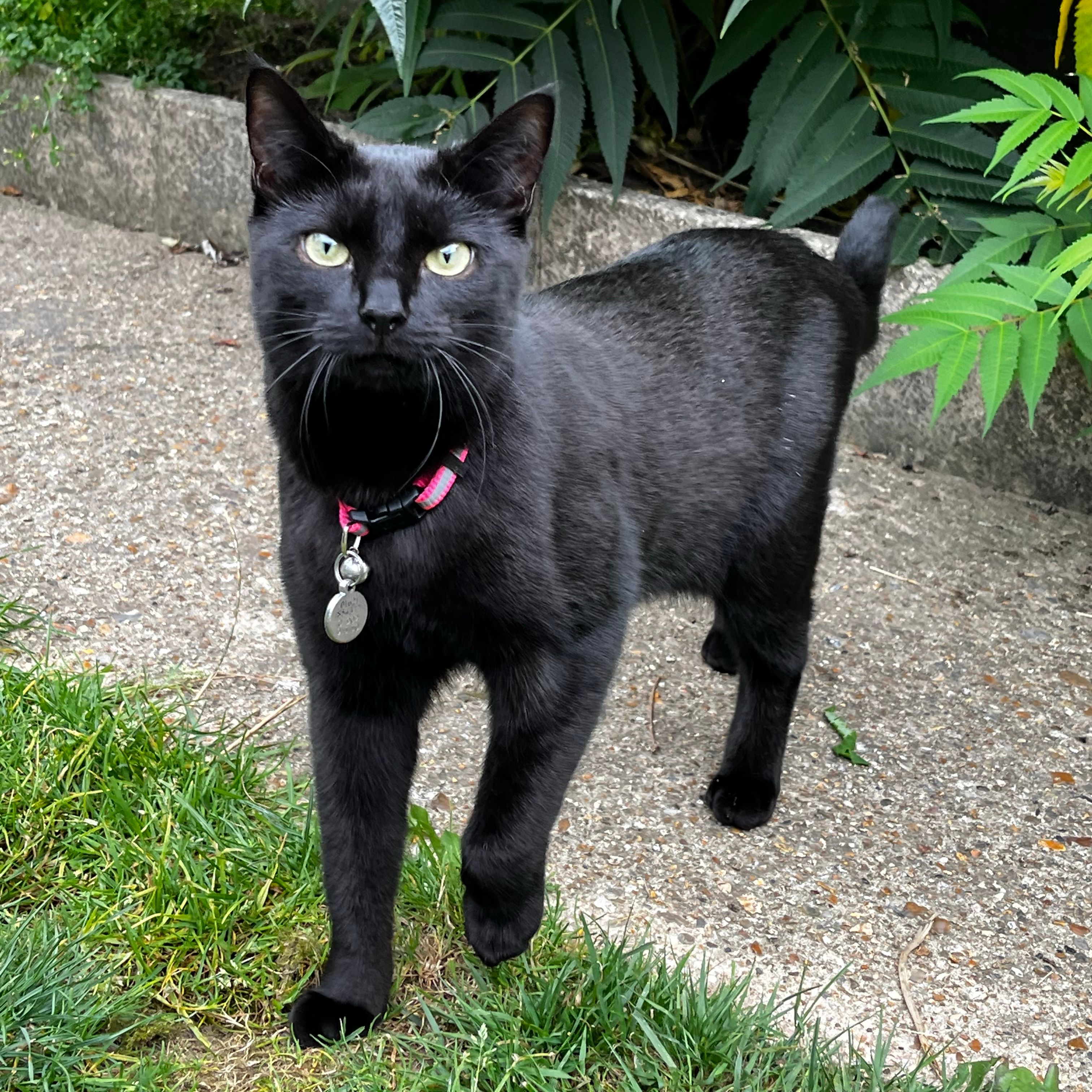 Bonbon