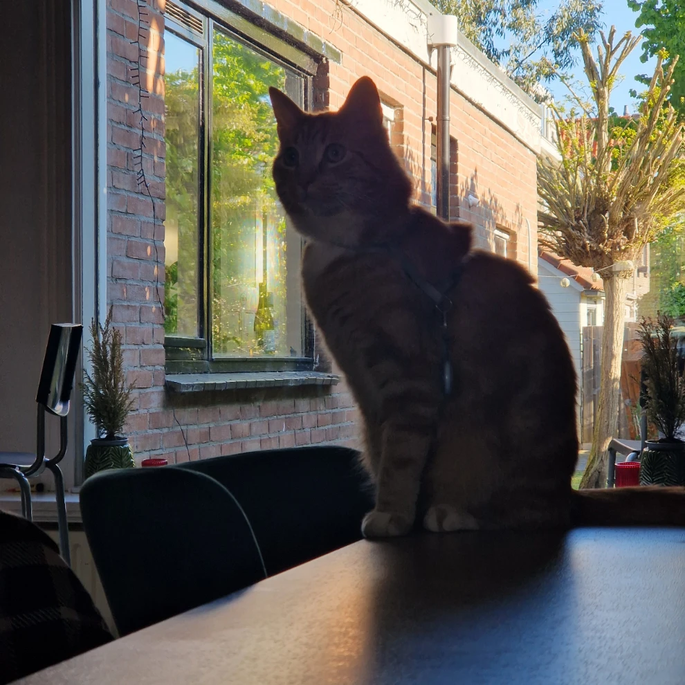 Ginger