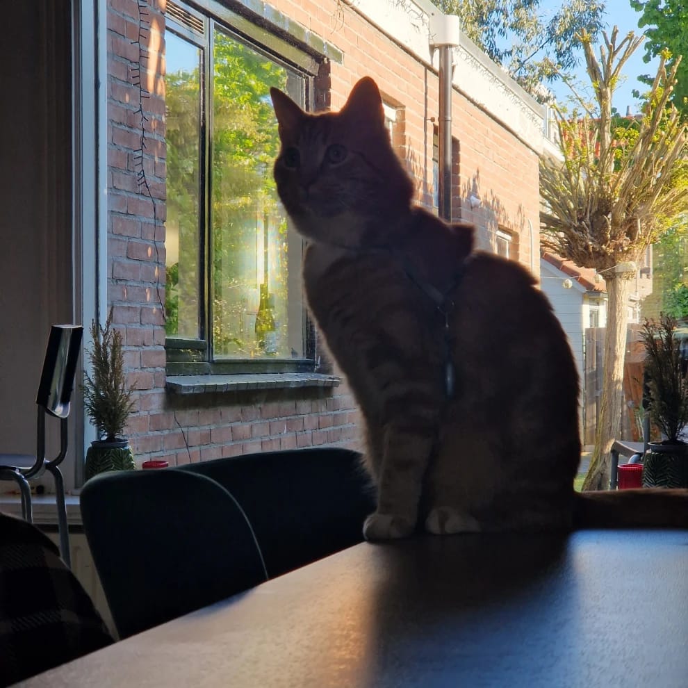 Ginger