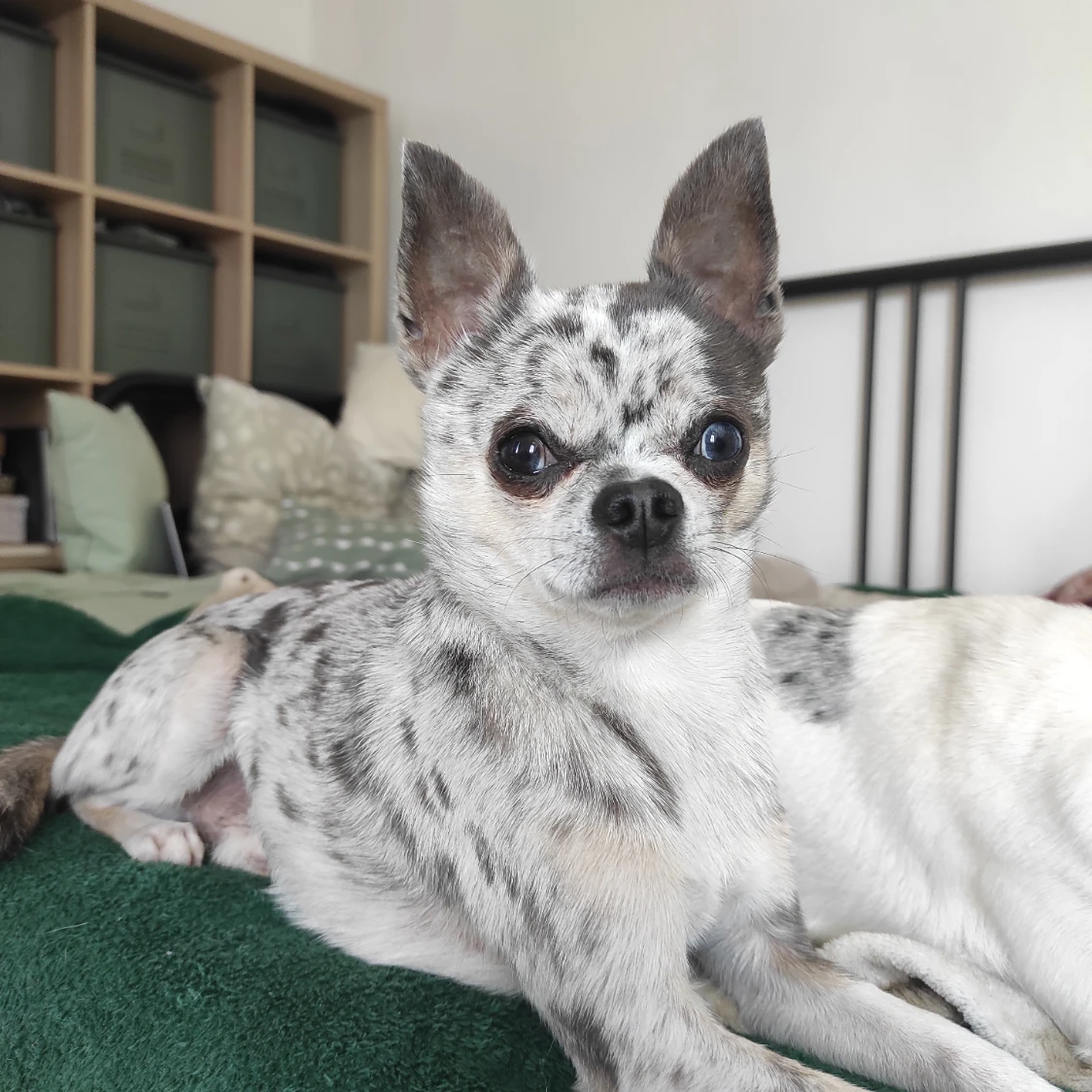 Merlin