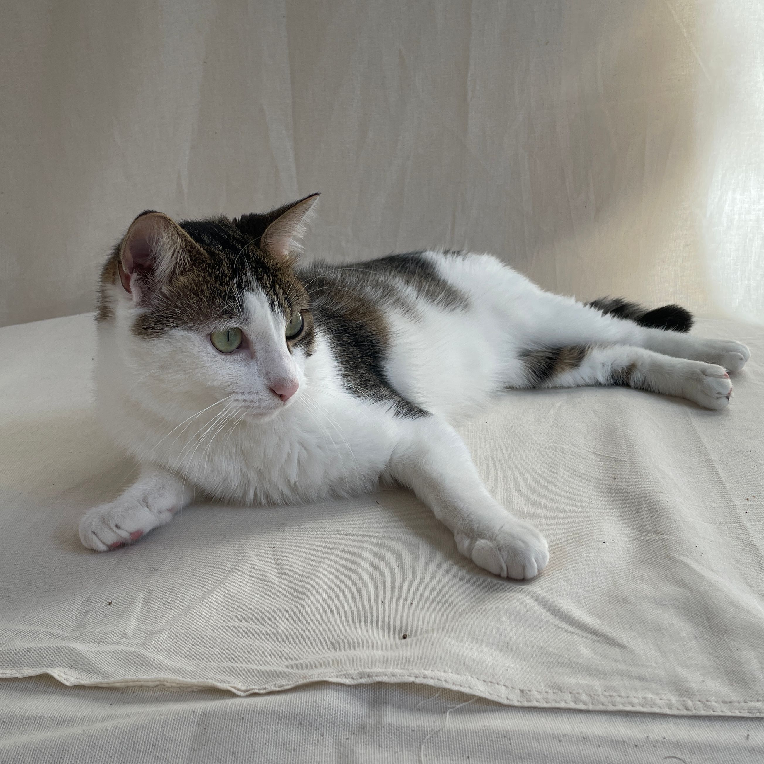 Obéron (alias Ronron)