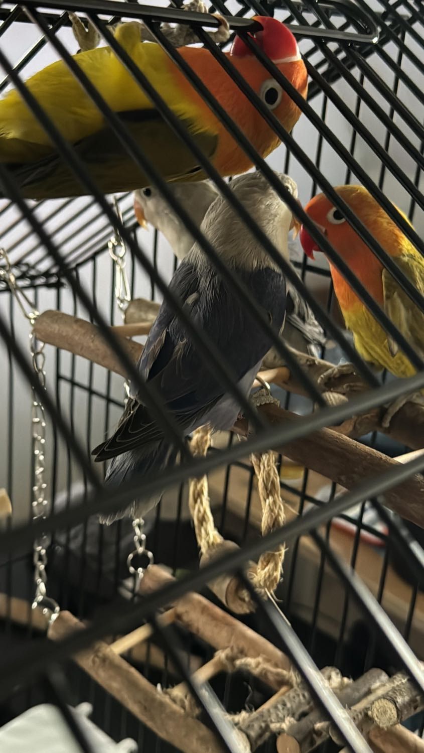 image-11