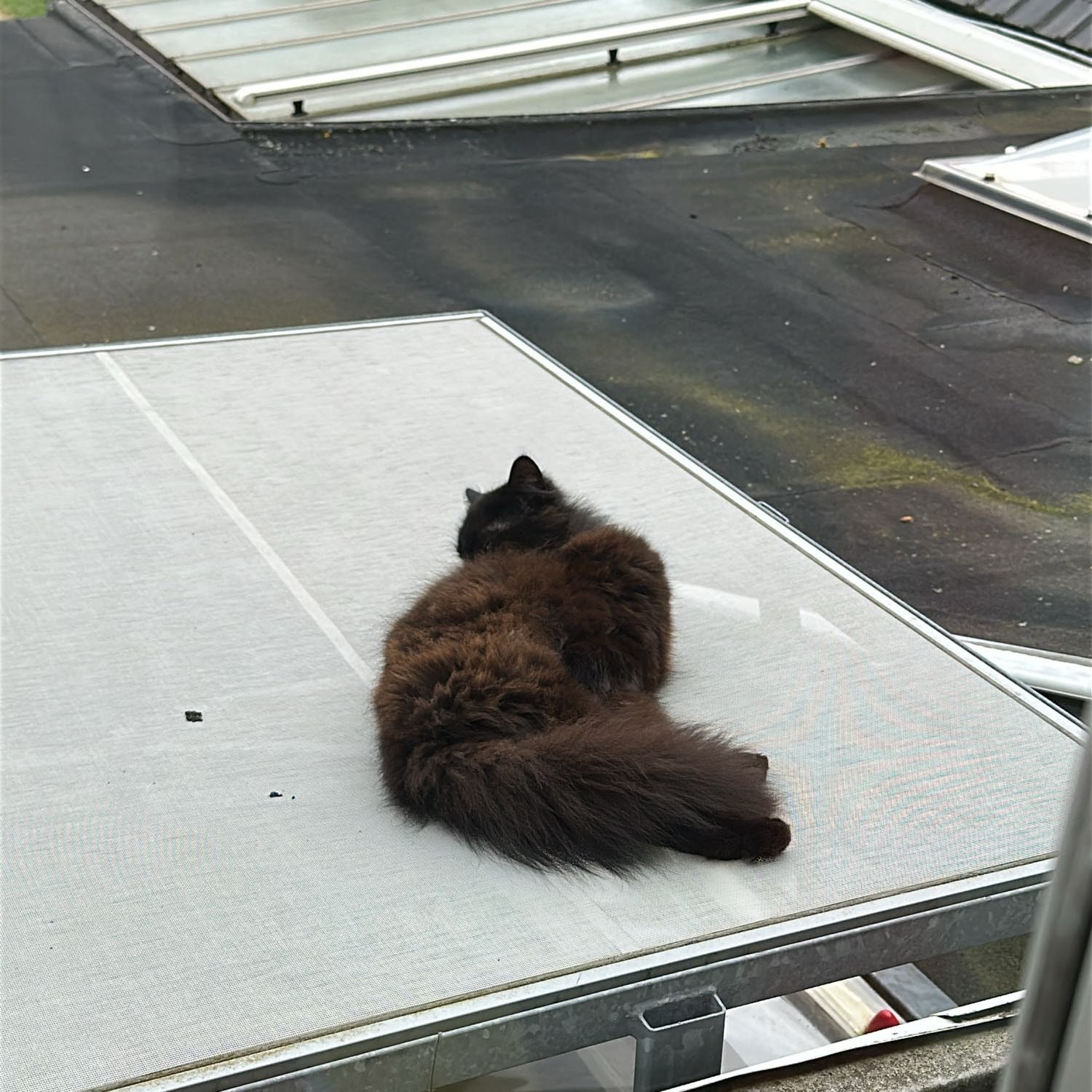 Mol