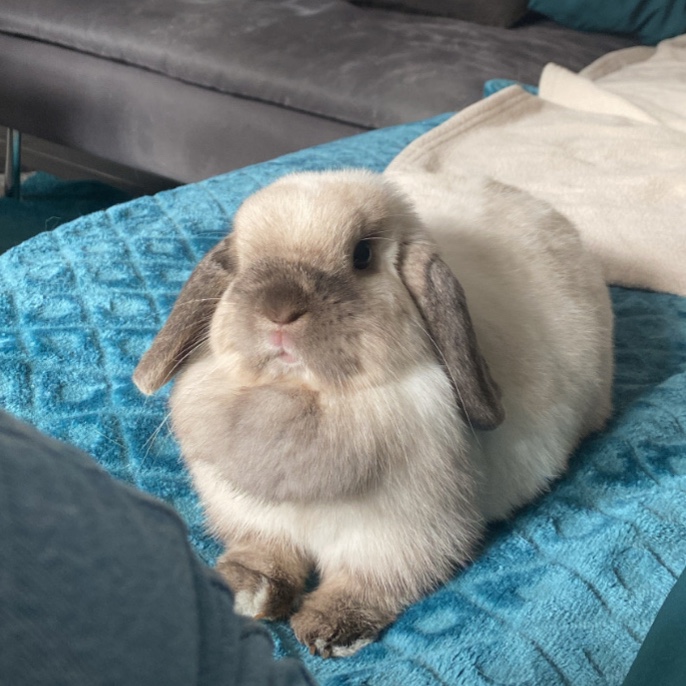 Praline 