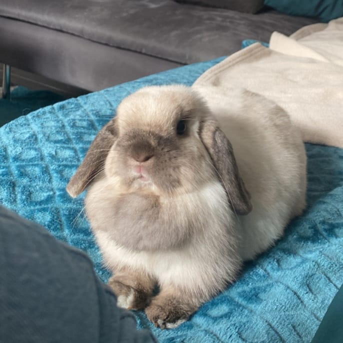 Praline