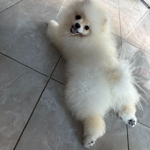 Romeo
