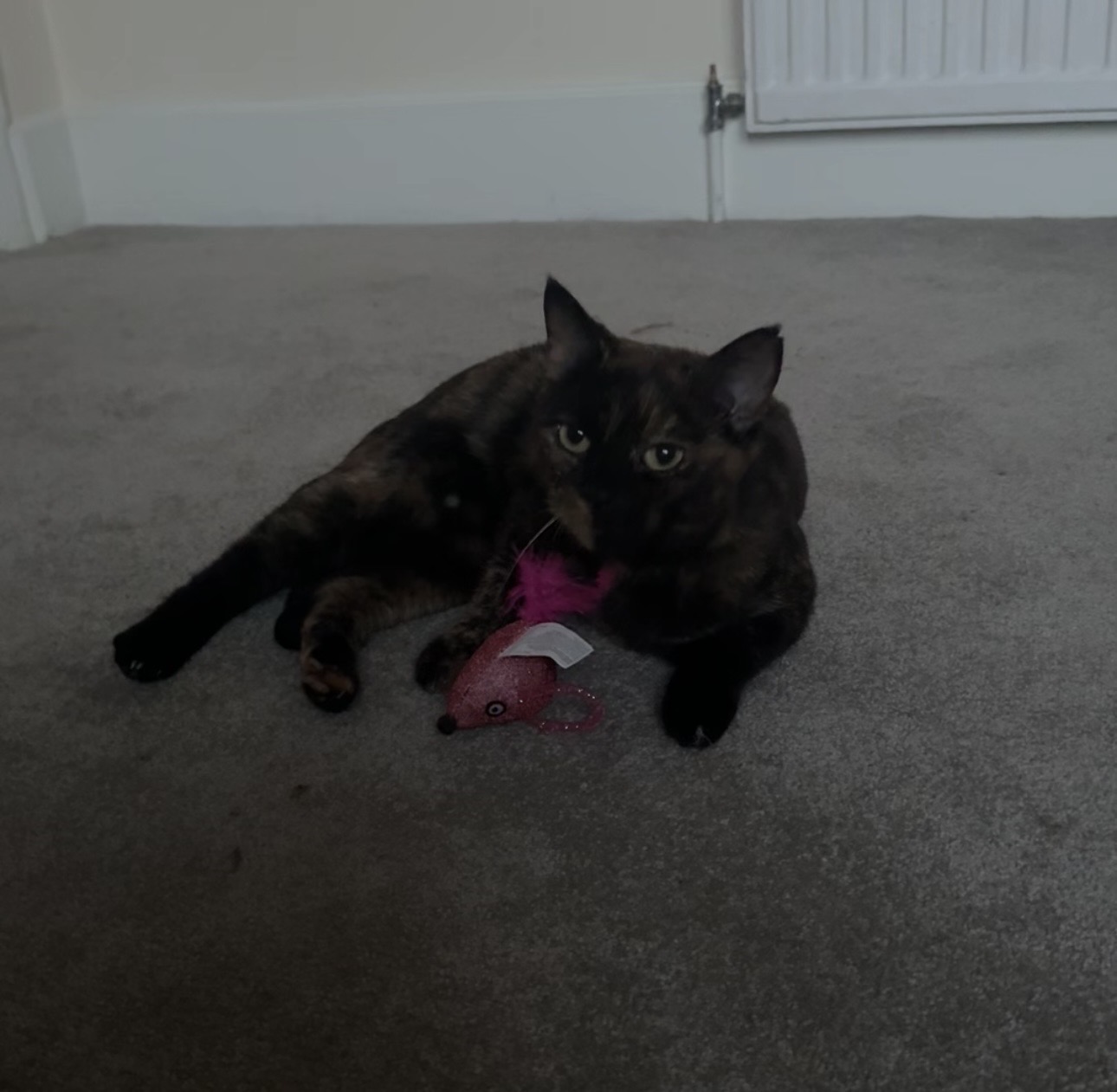 image-15