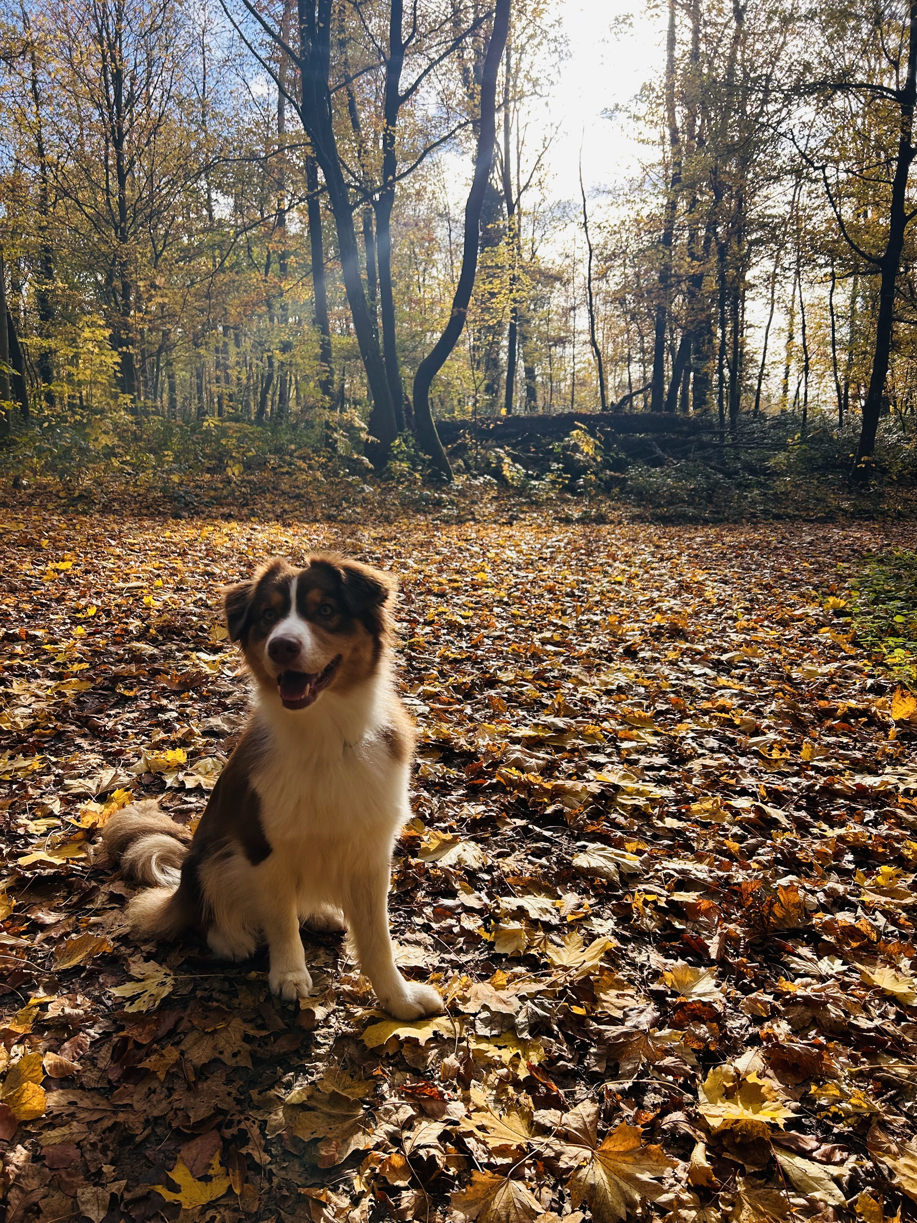 image-5