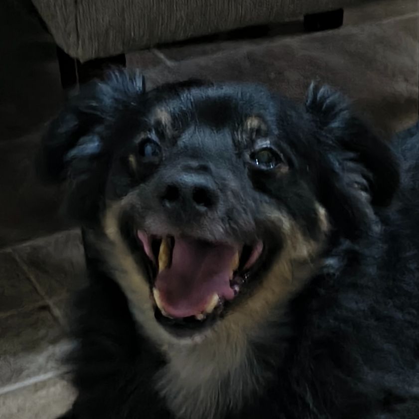Kulek