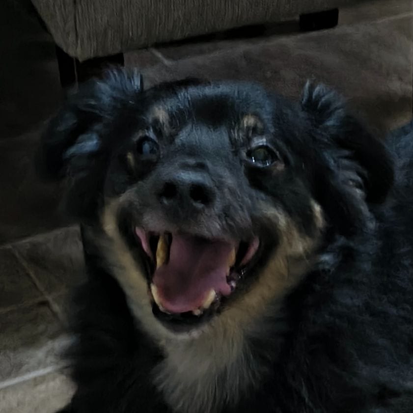 Kulek