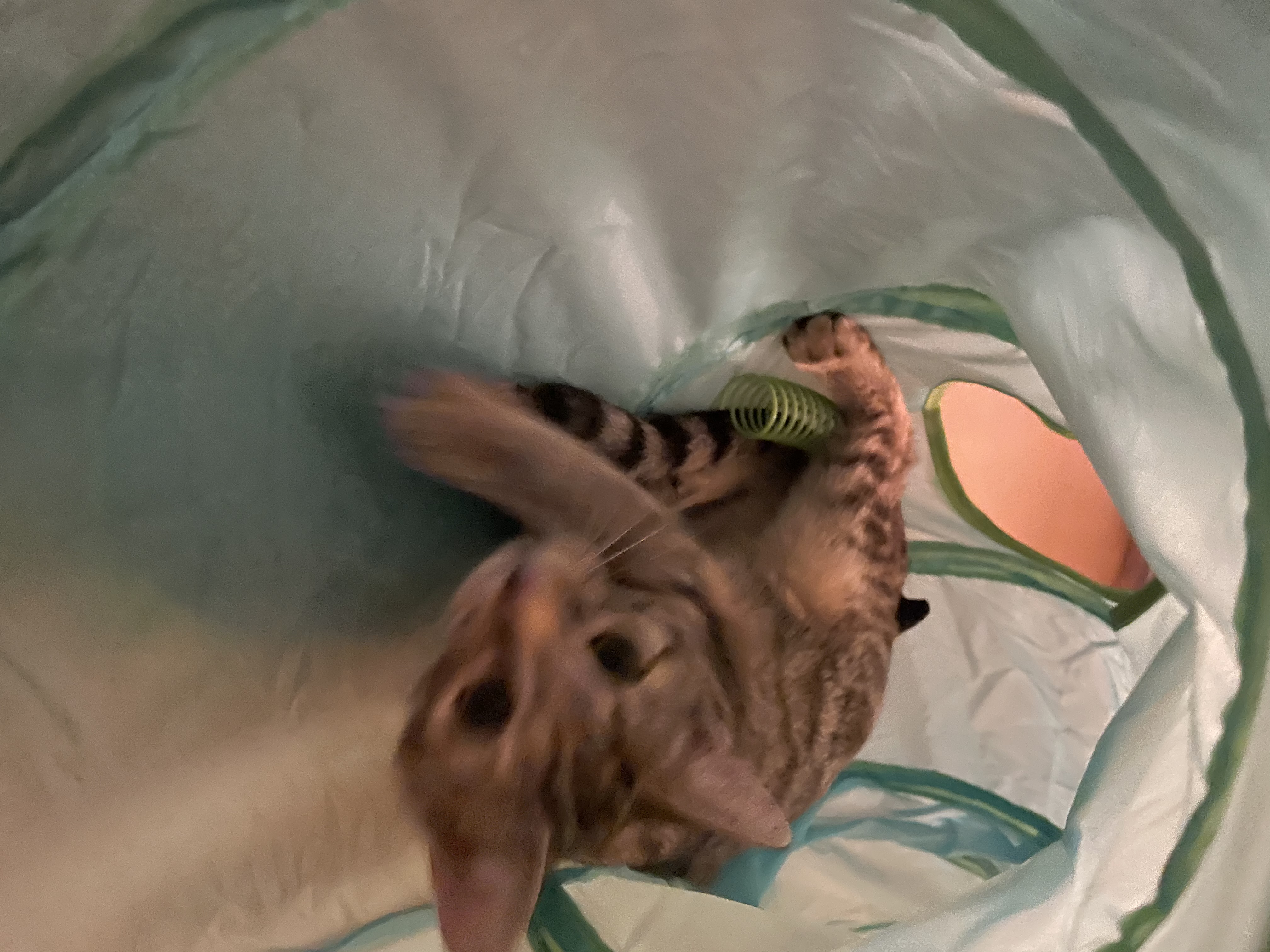 image-7