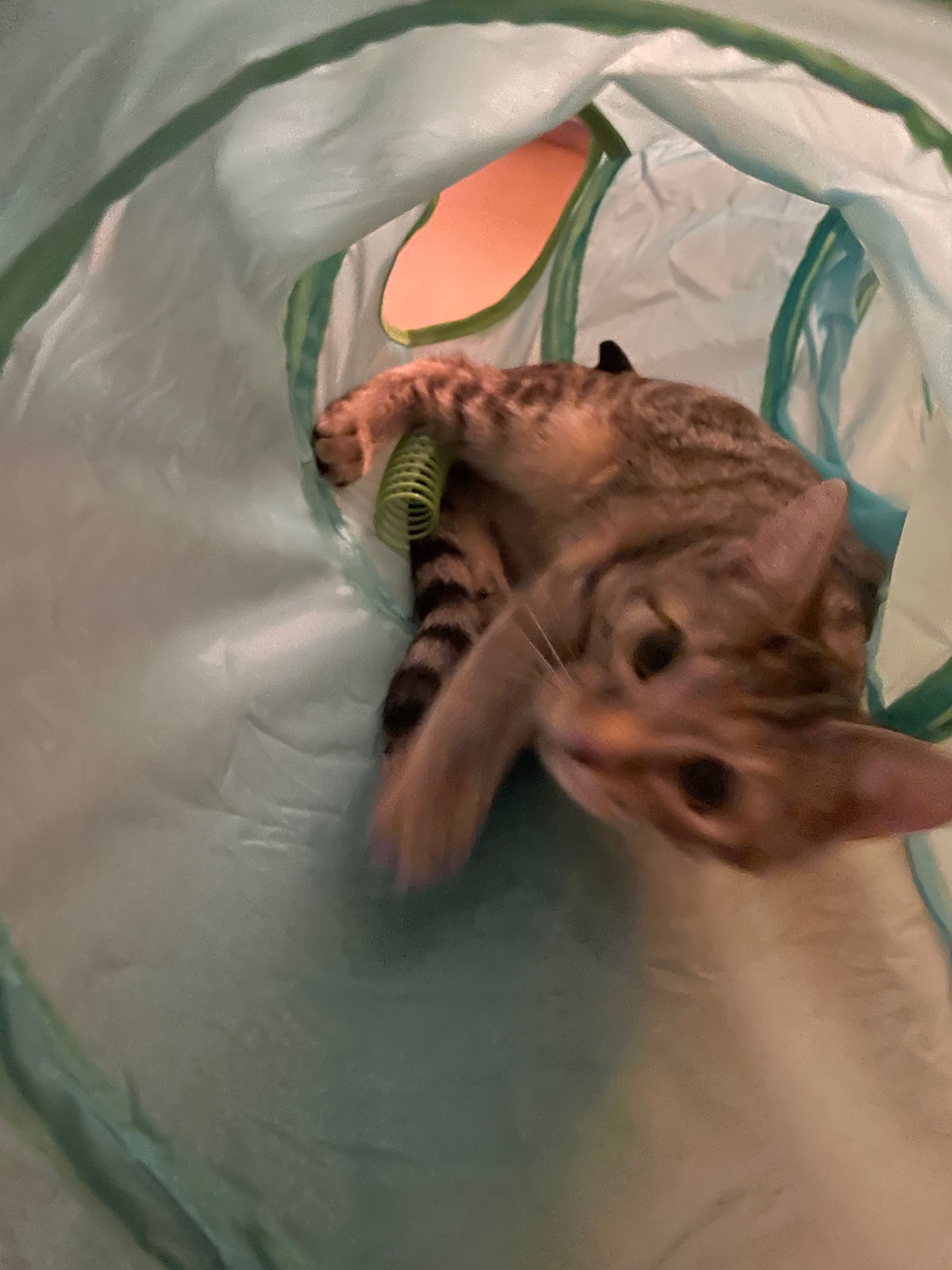 image-7