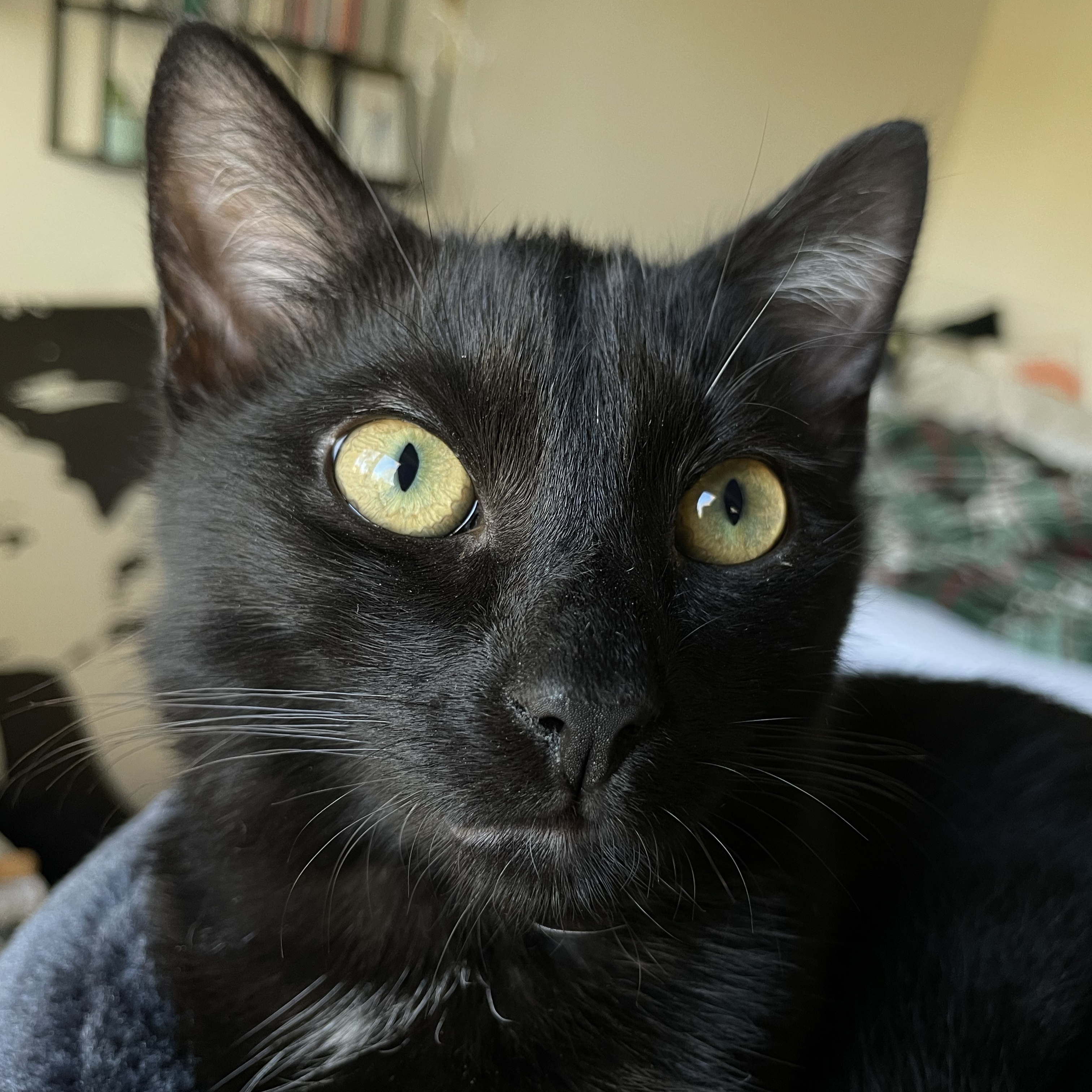 Zorro
