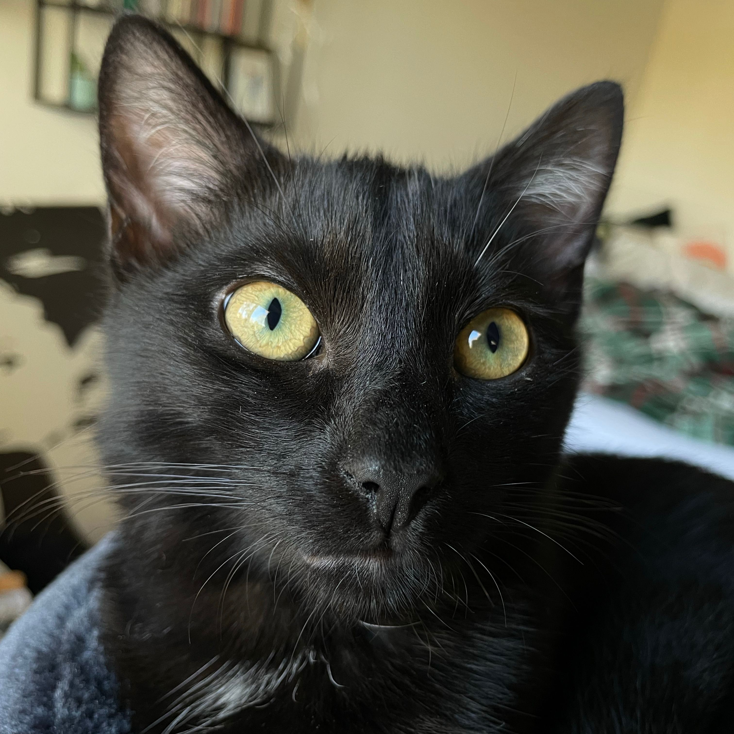 Zorro
