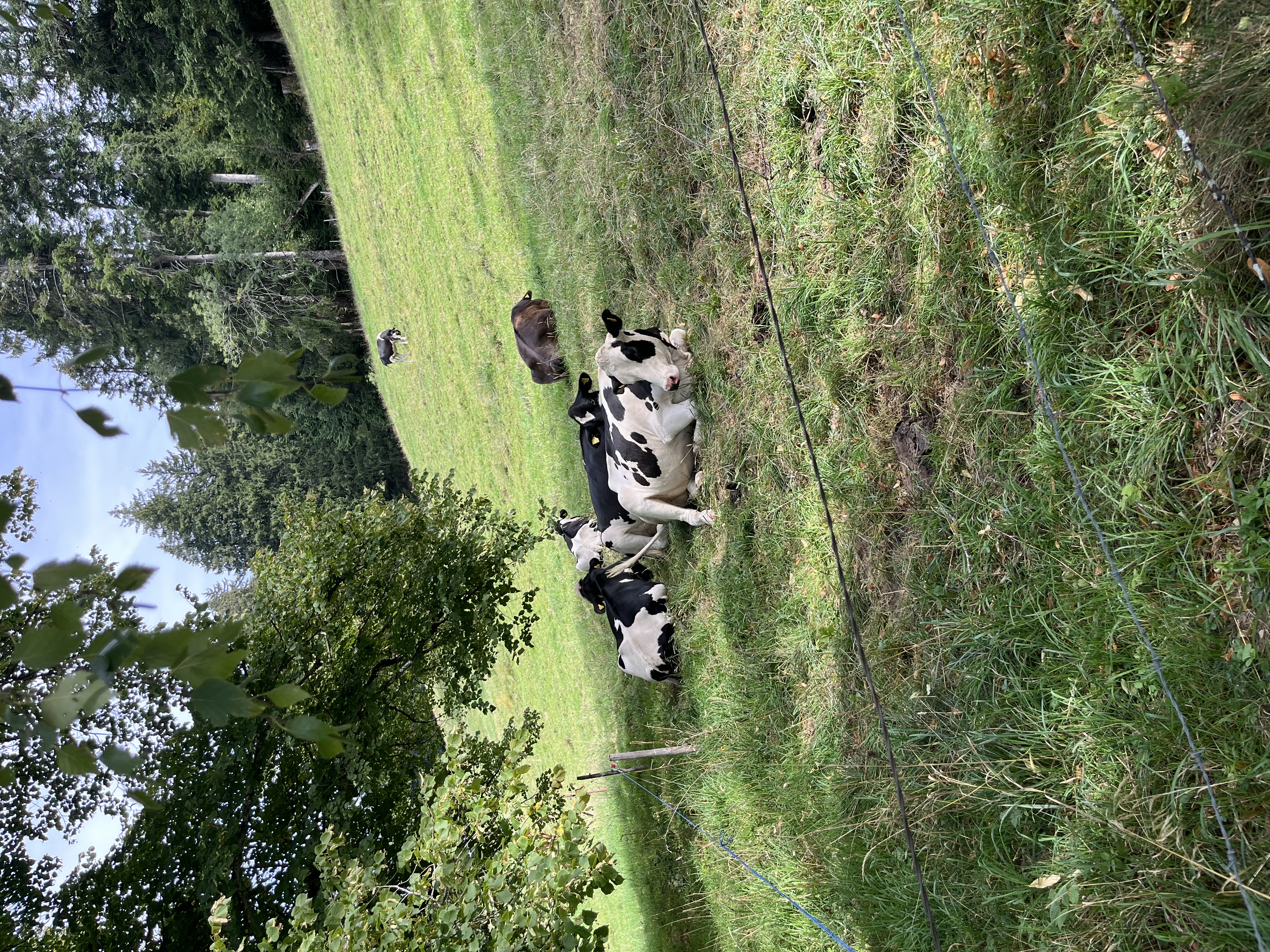 image-14