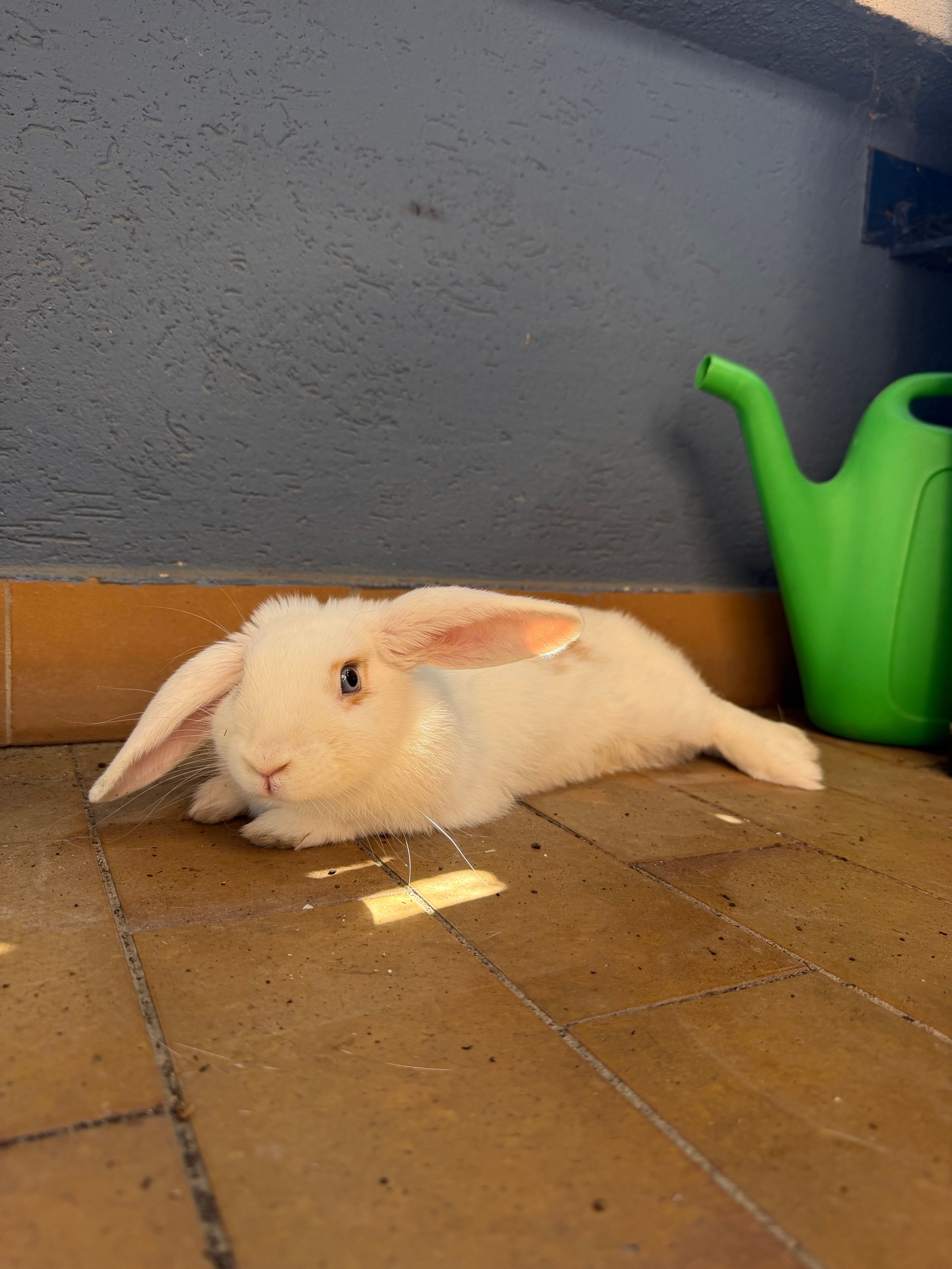 image-16