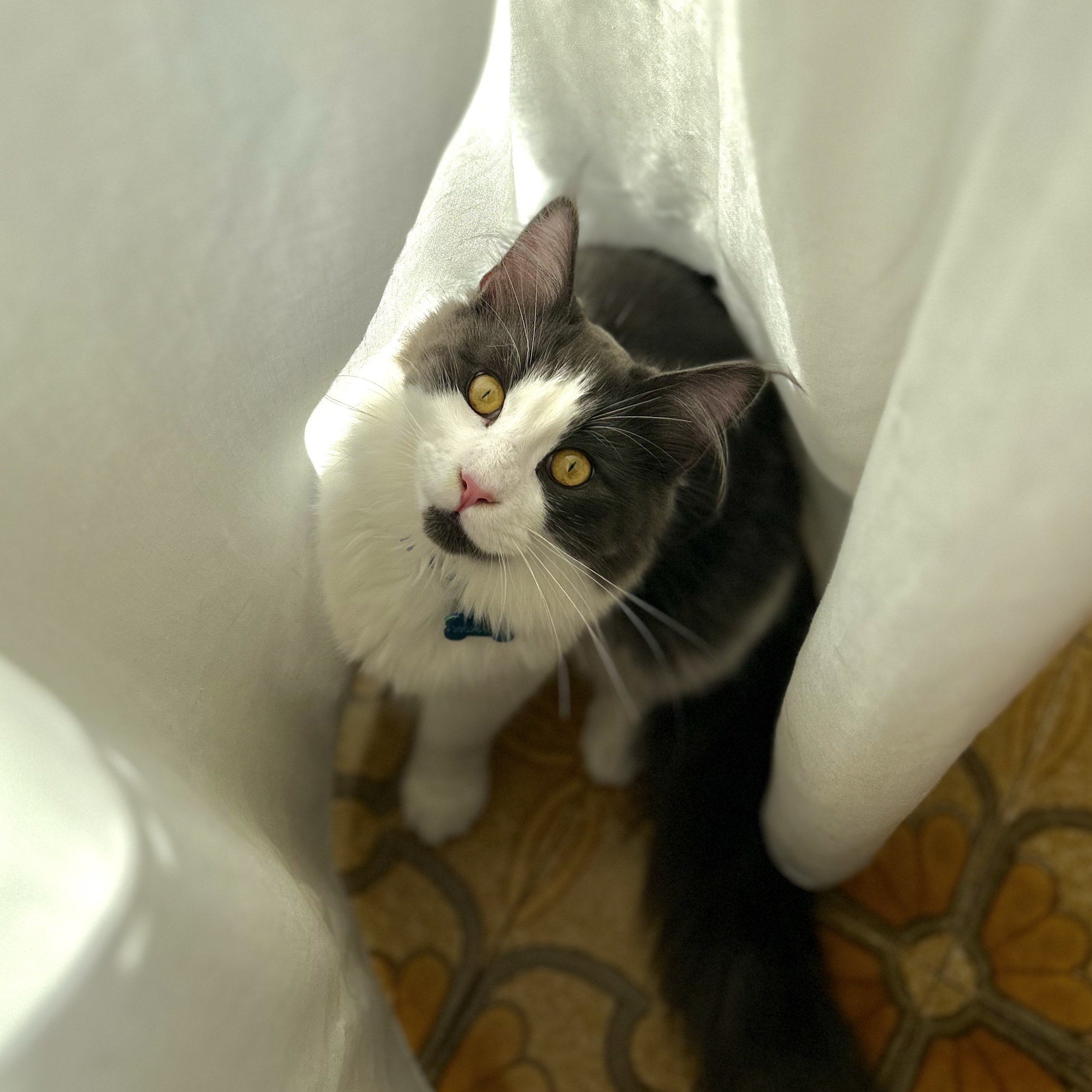 Koda