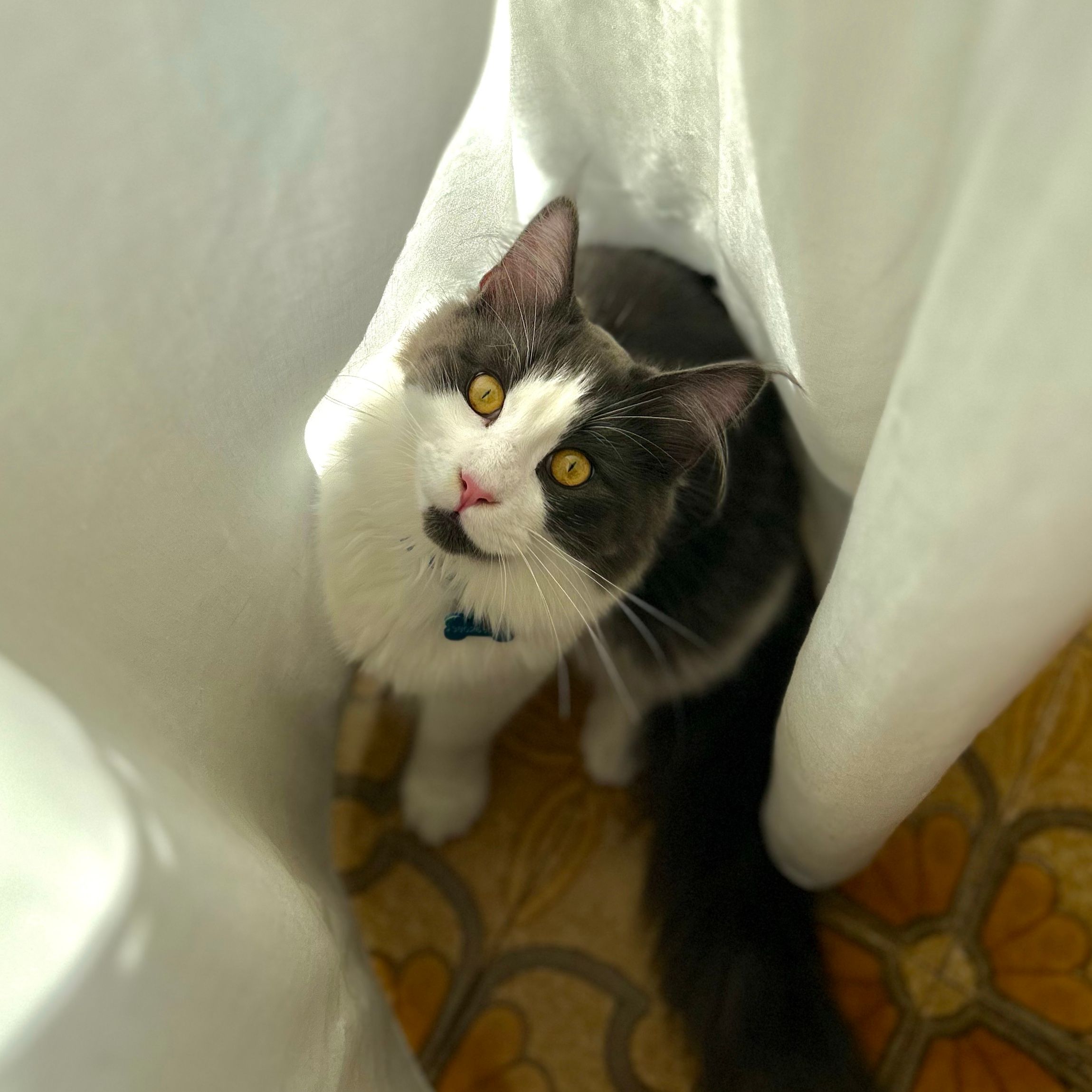 Koda