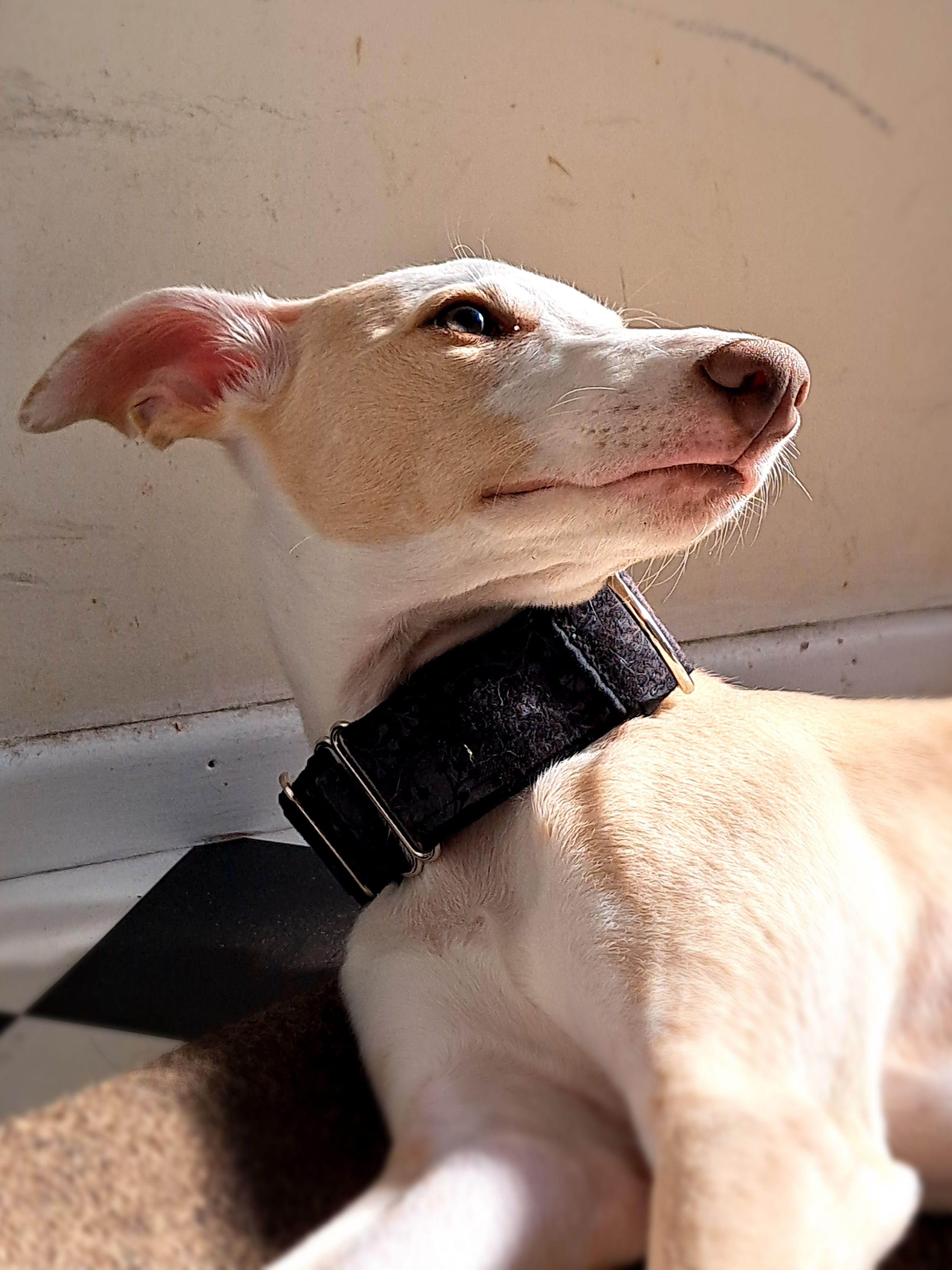image-20