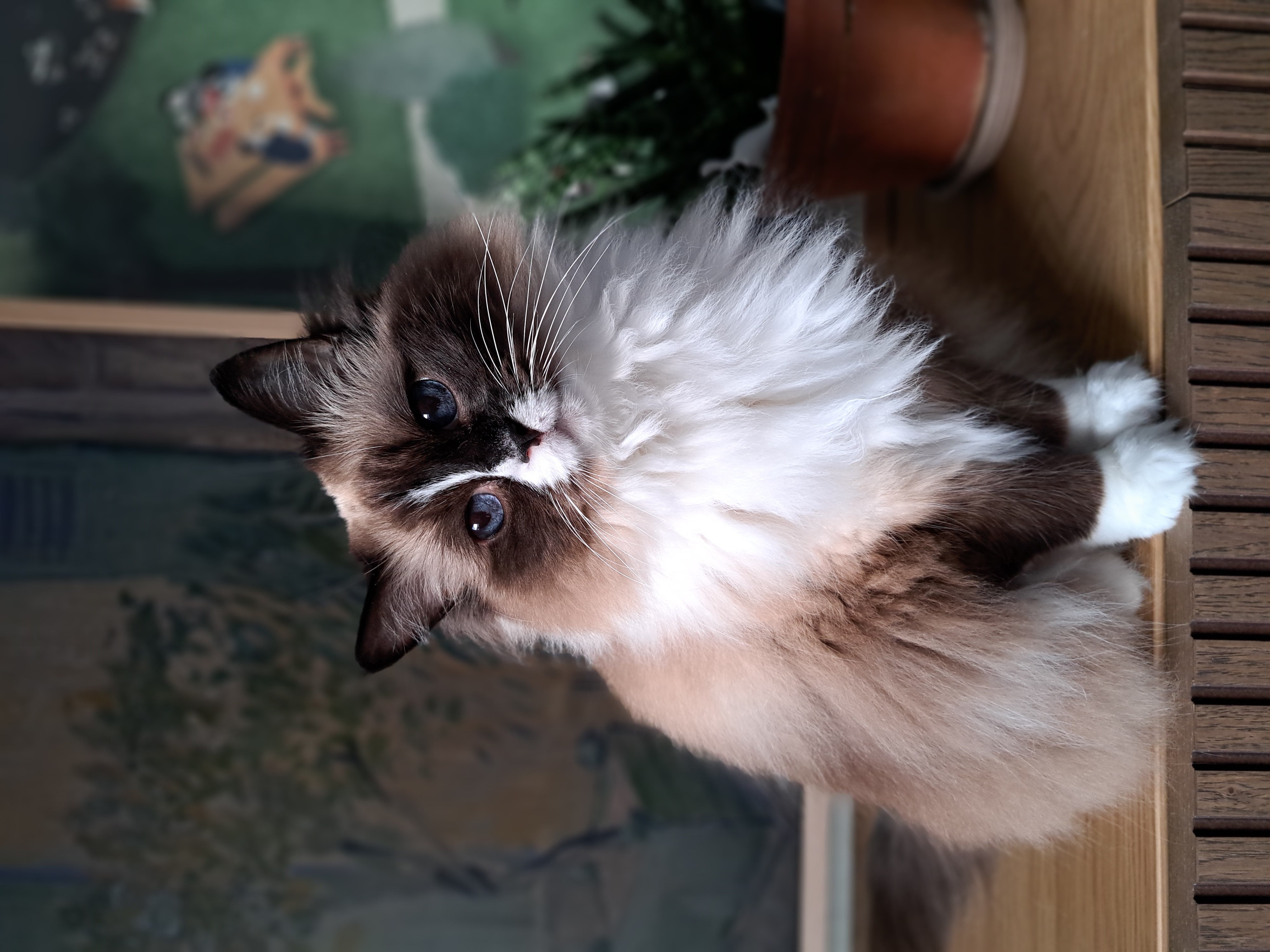 image-6