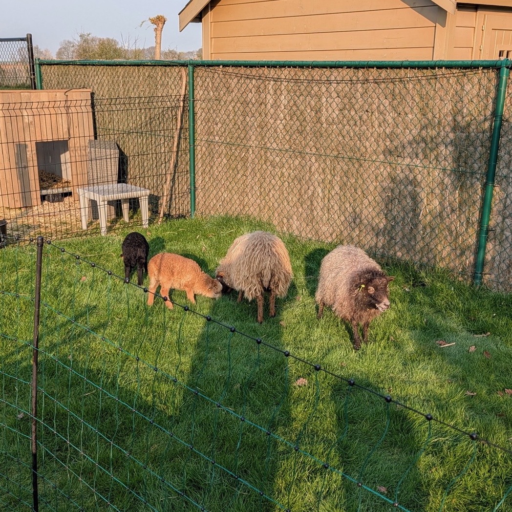 Billie, Bella, Bea en Bieke