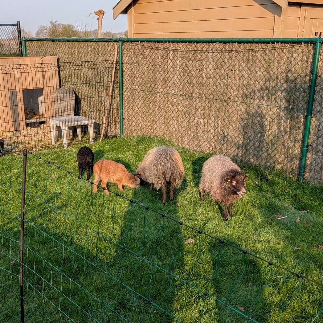 Billie, Bella, Bea en Bieke