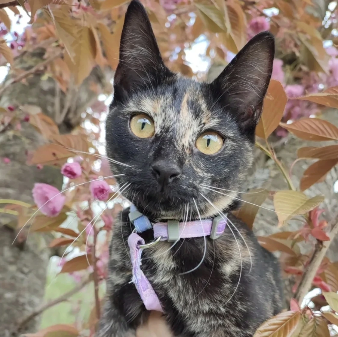 Nyx